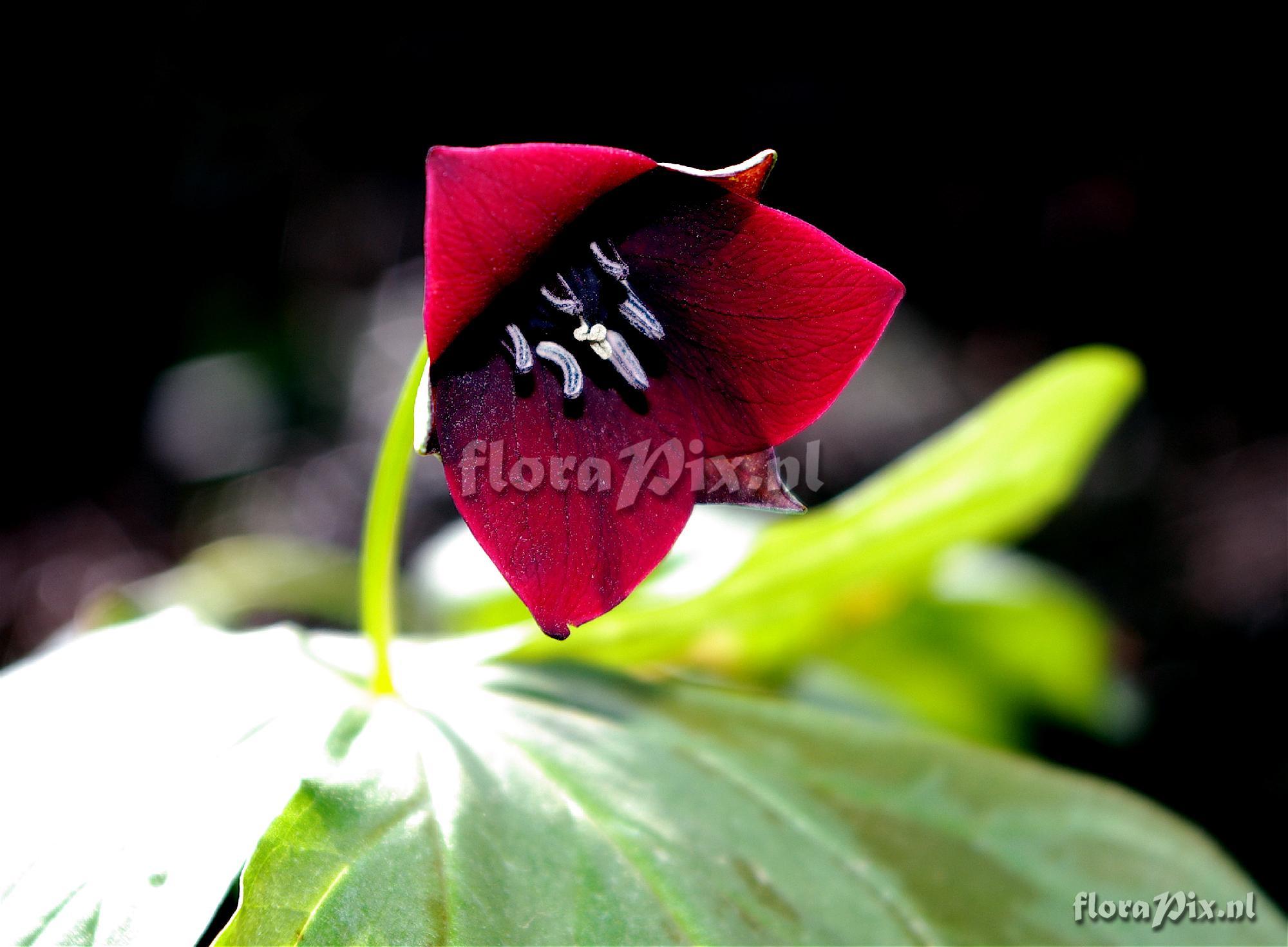 Trillium erectum