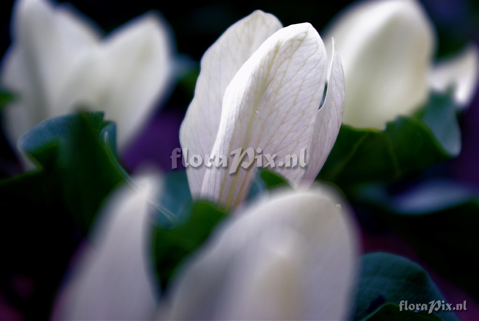 Trillium albidum