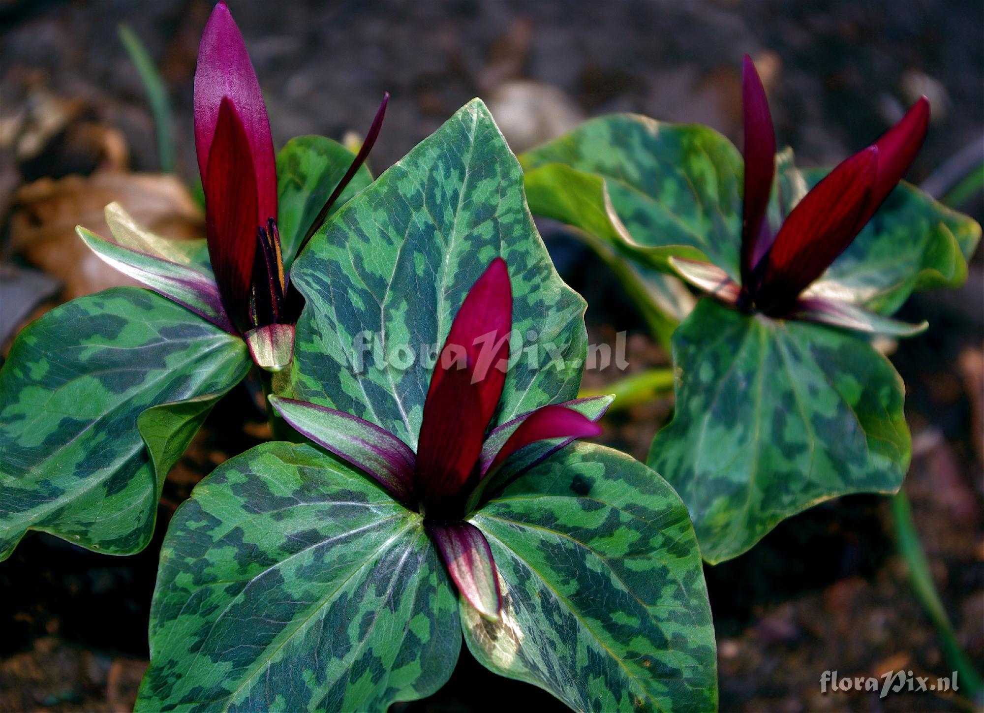 Trillium kurabayashii