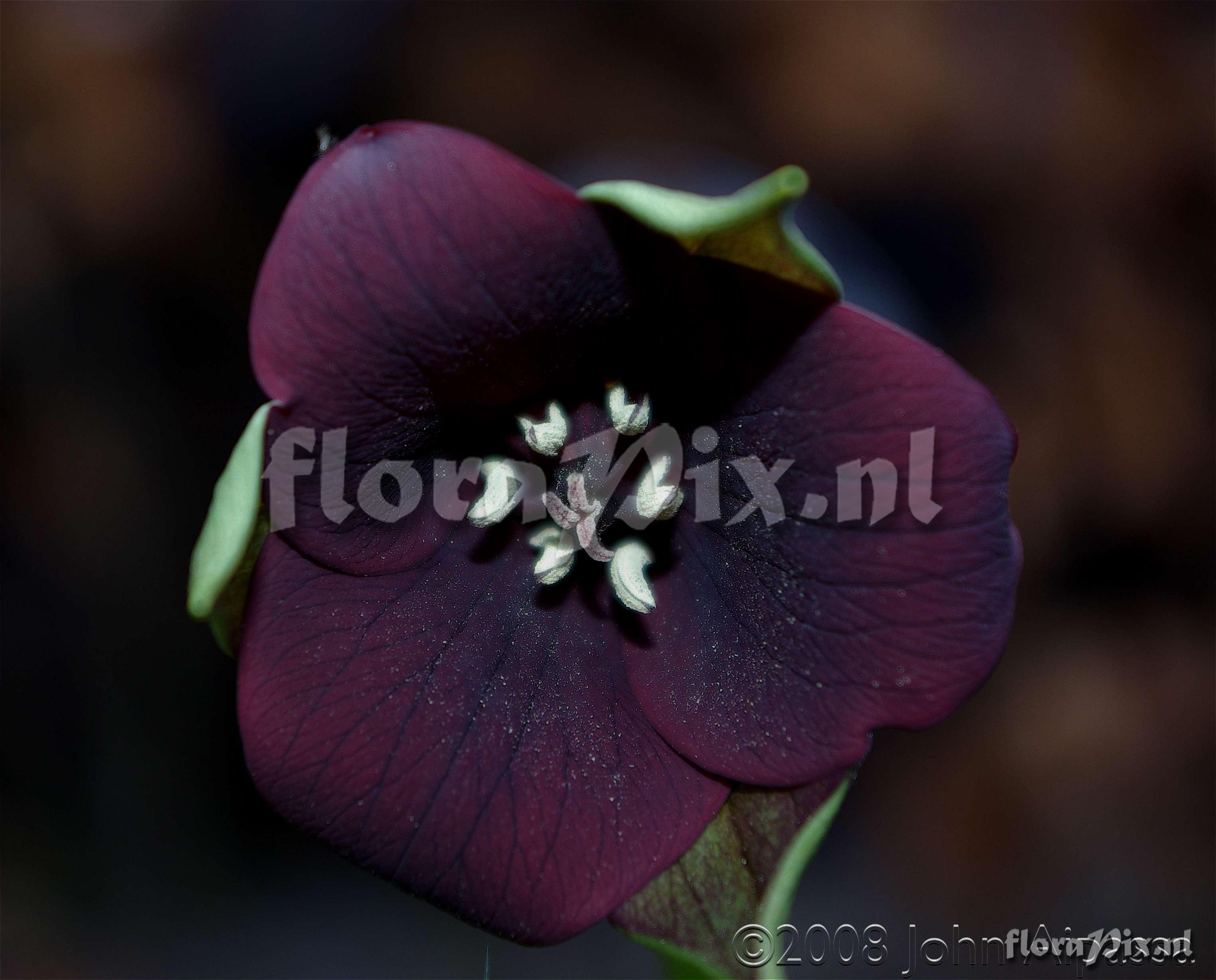 Trillium sulcatum 