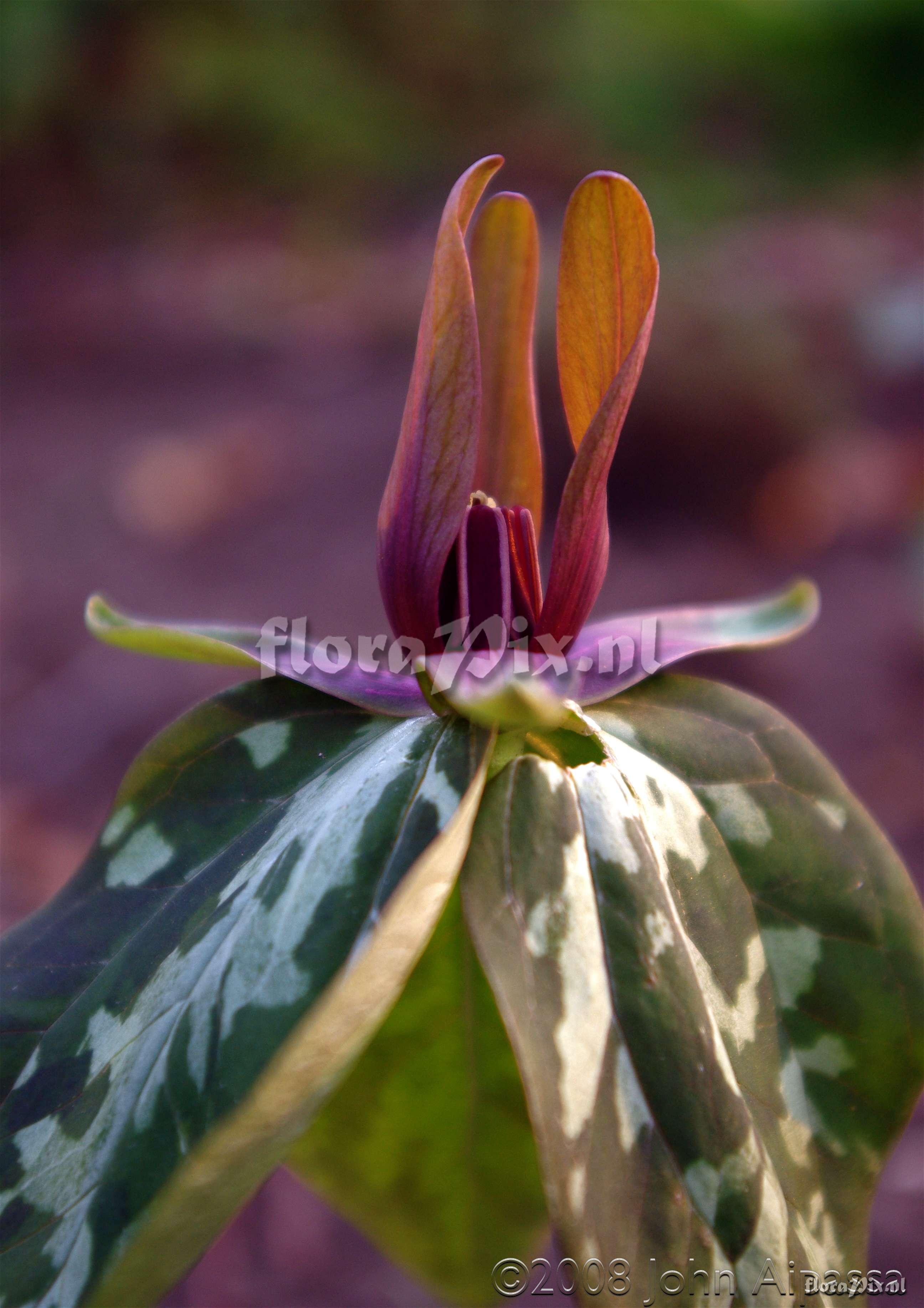 Trillium cuneatum