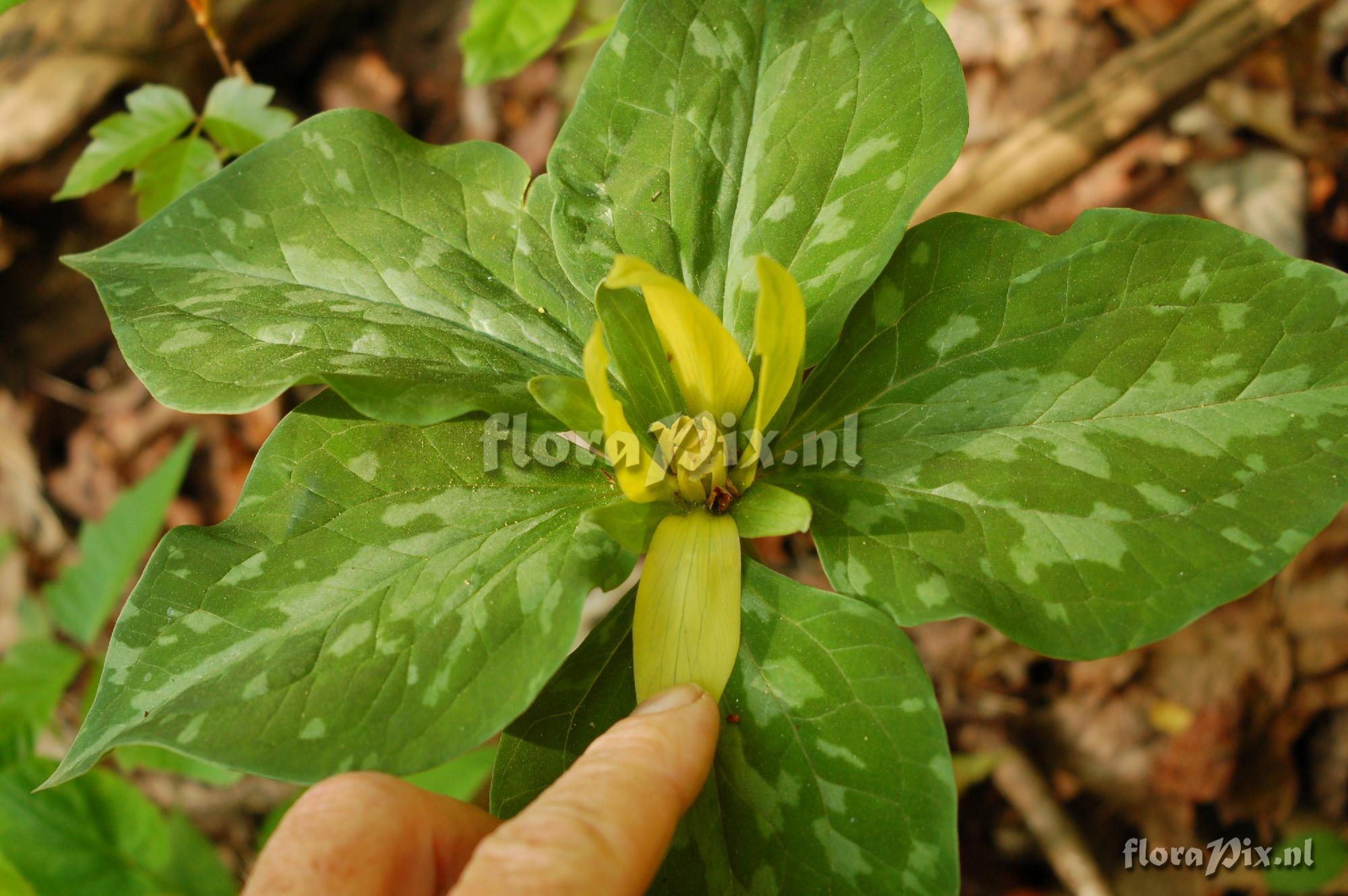 Trillium luteum