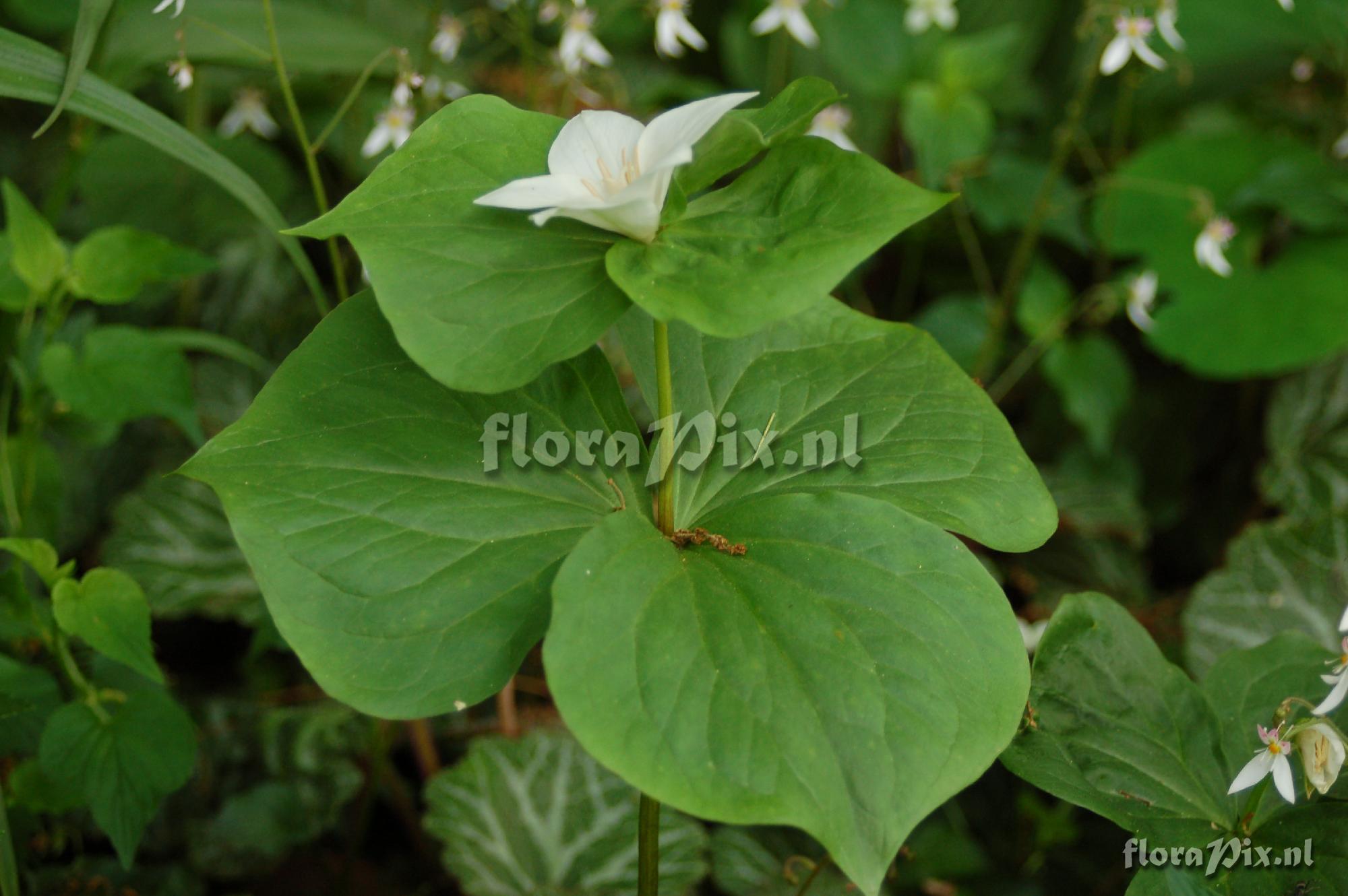 Trillium flexipes