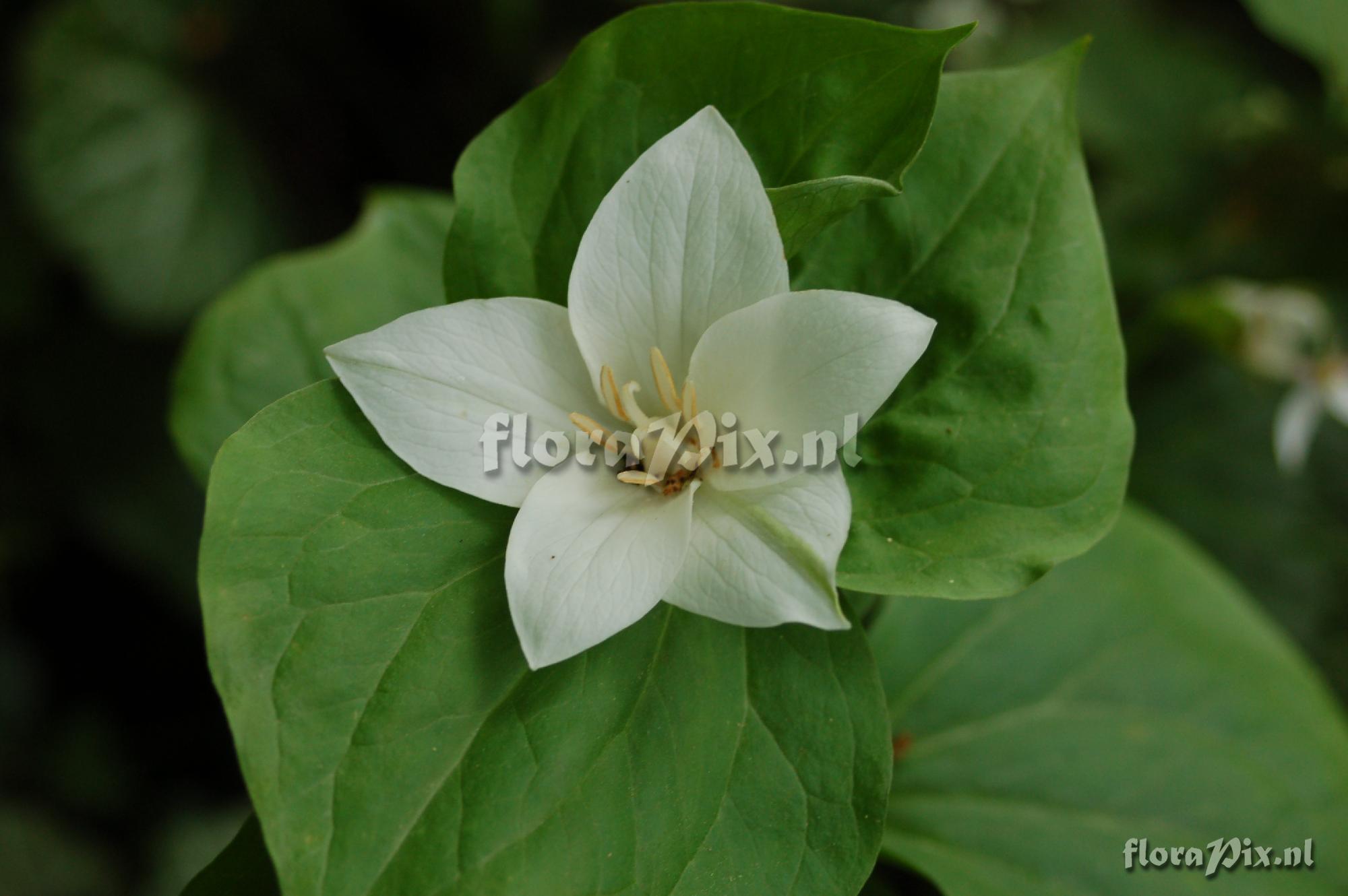 Trillium flexipes