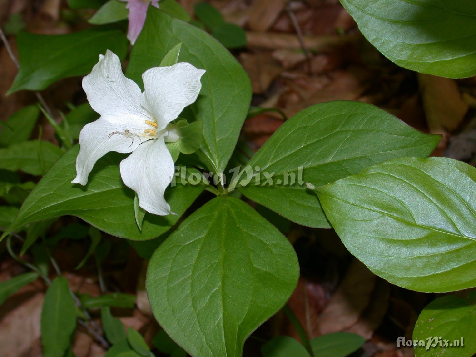 Trillium grandiflorum