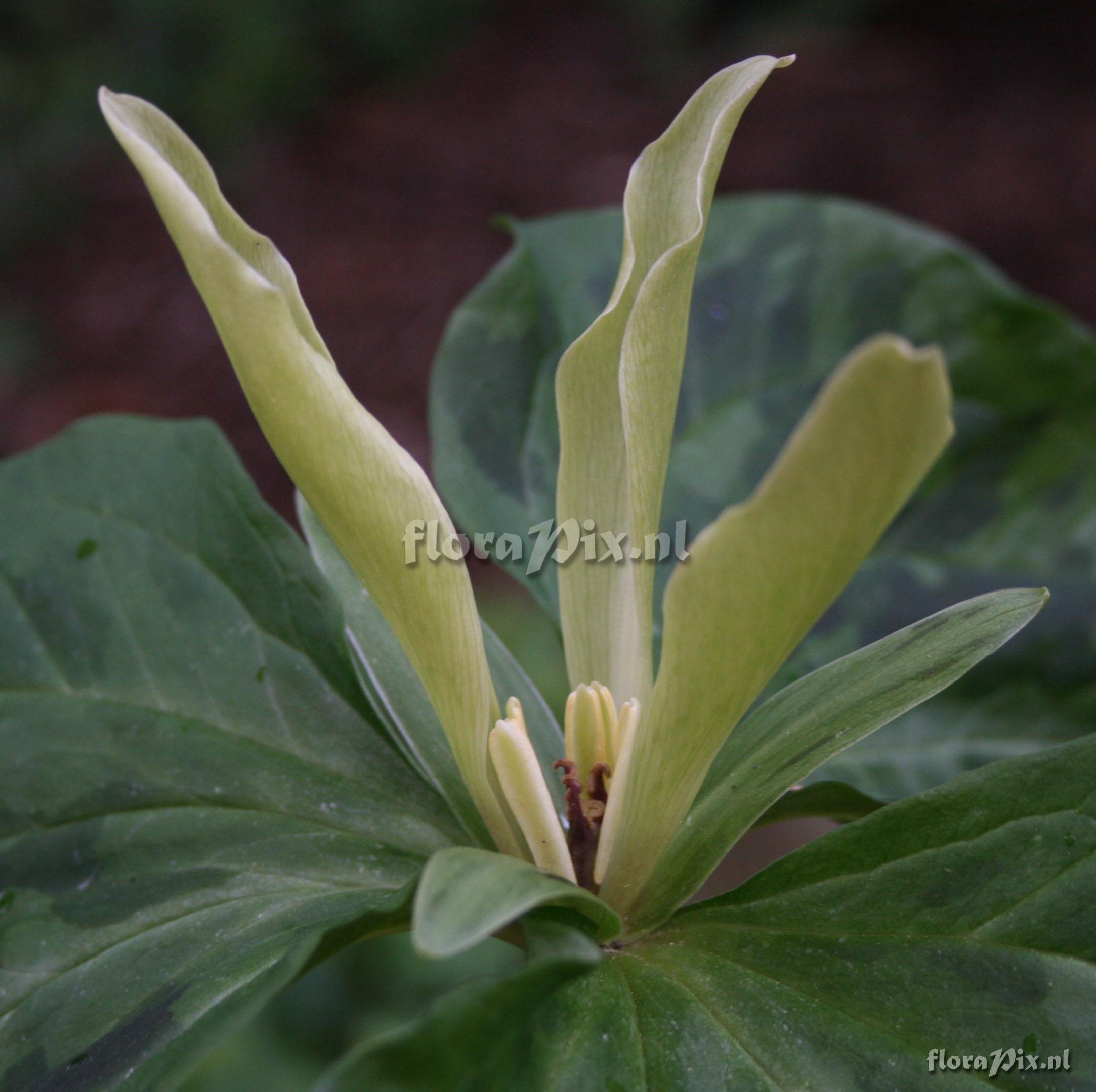 Trillium kurabayashii (yellow form)