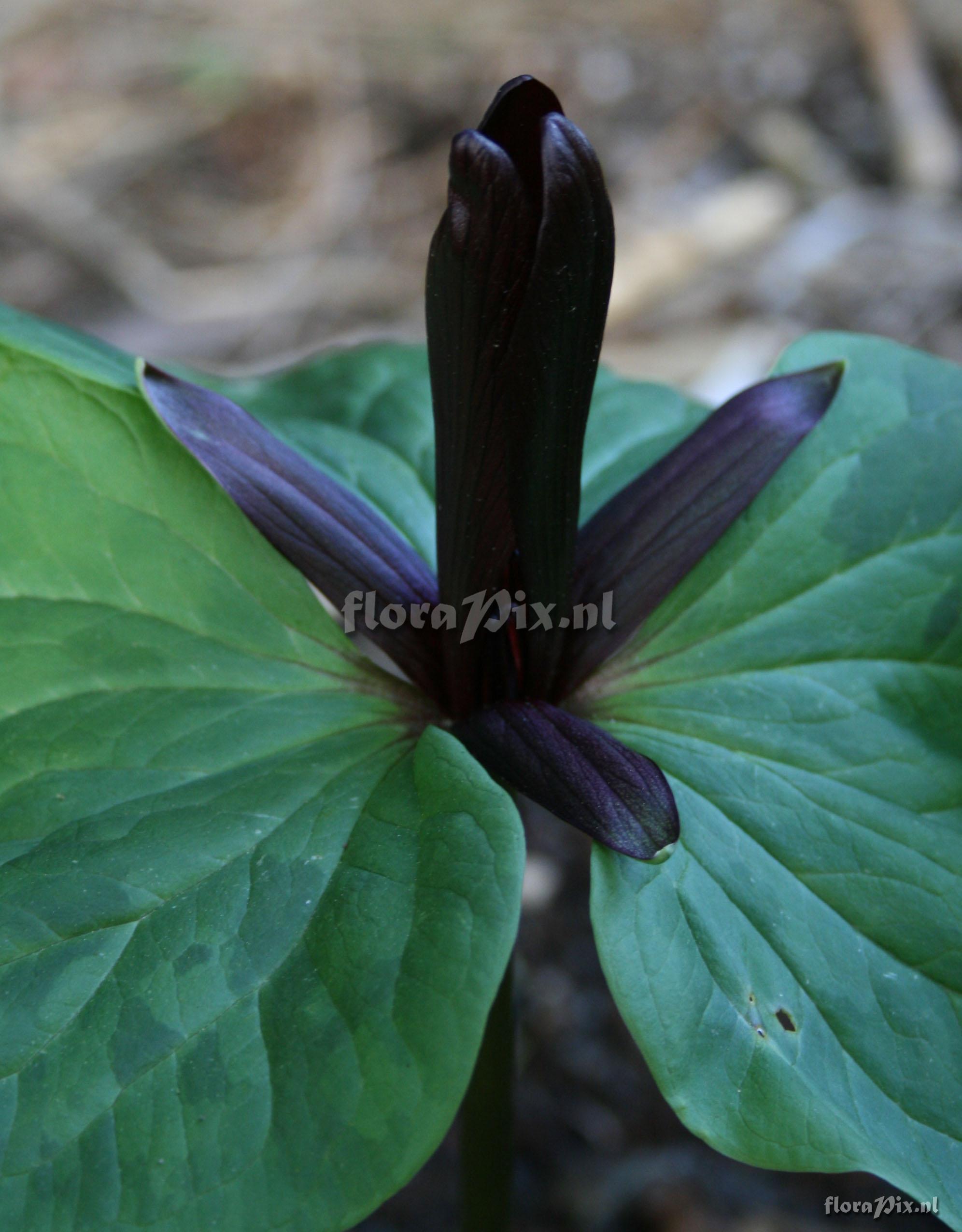 Trillium chloropetalum