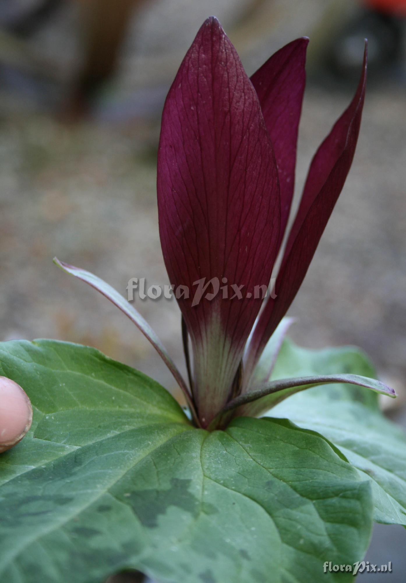 Trillium chloropetalum