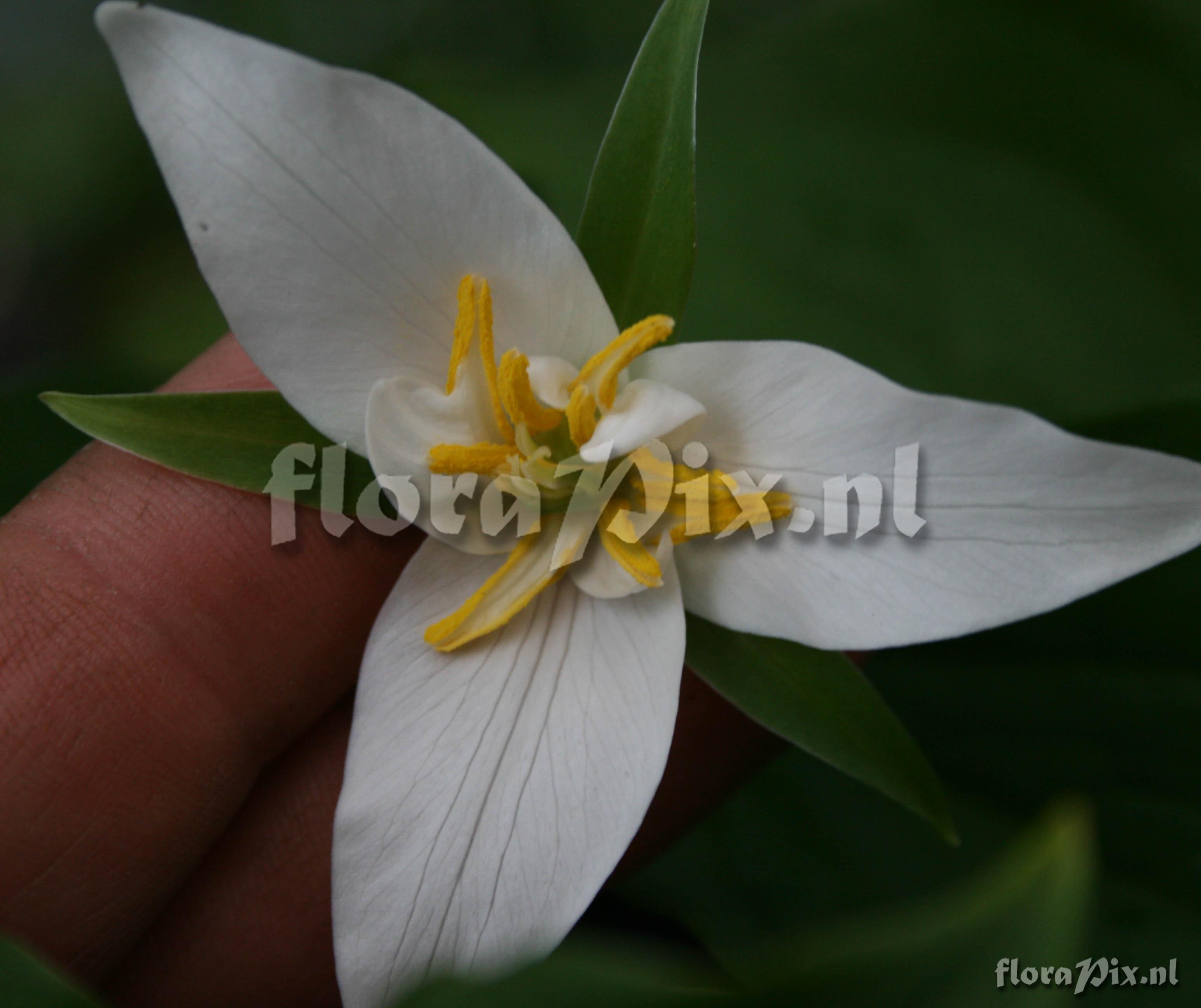 Trillium ovatum (semi double mutation)