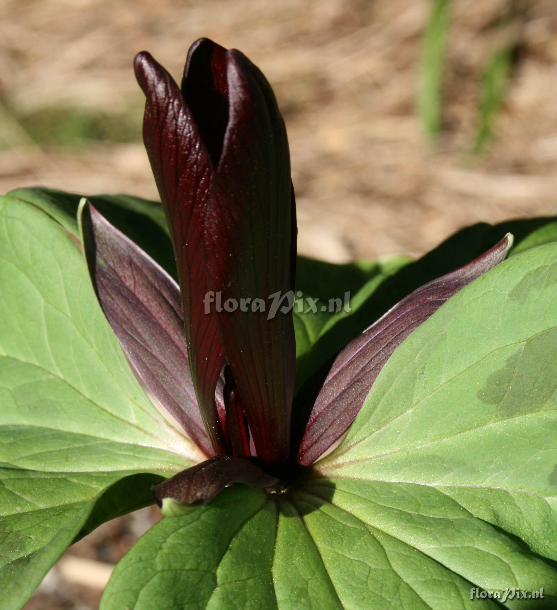 Trillium chloropetalum Heronswood dark form