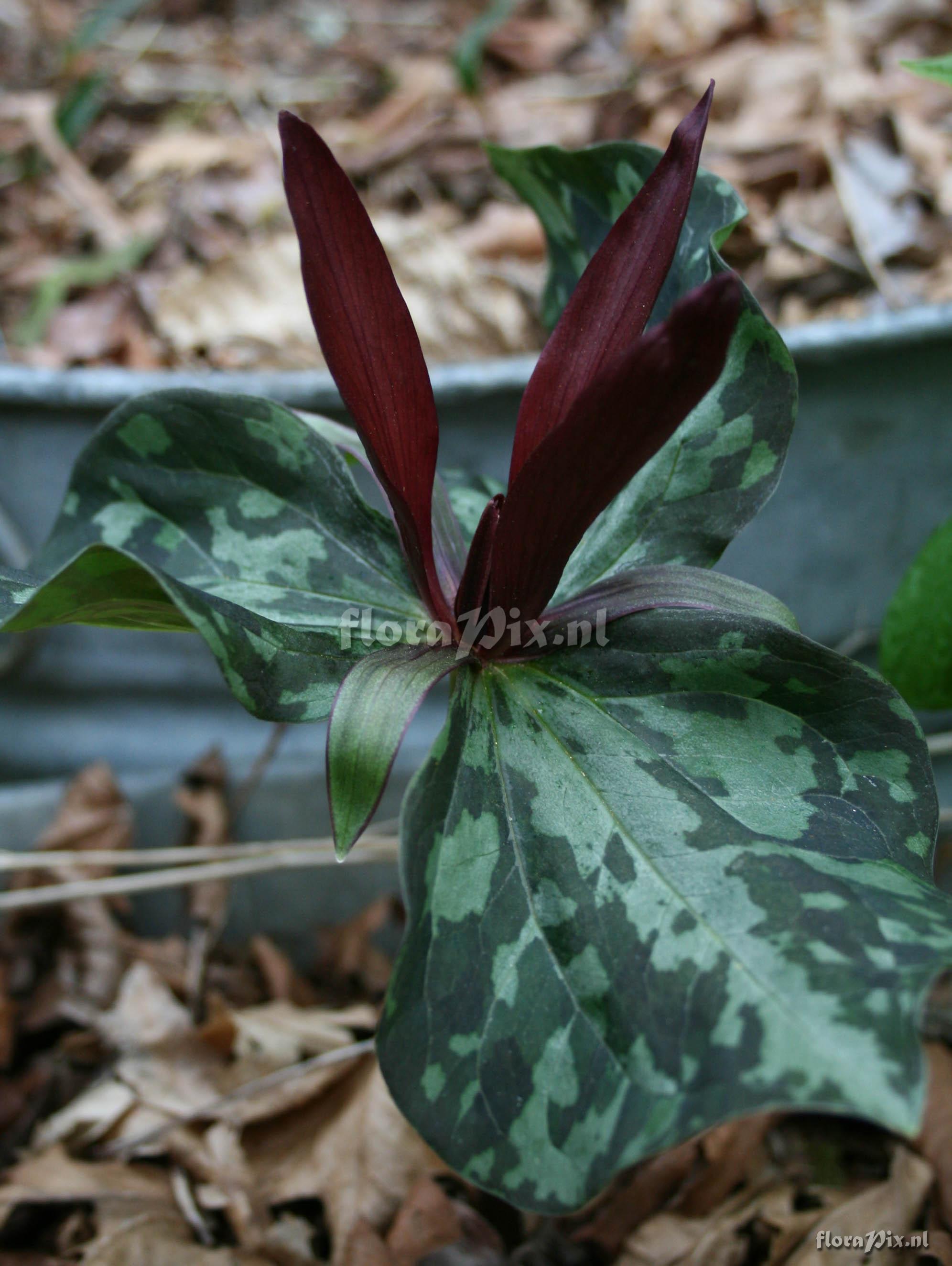 Trillium kurabayashii