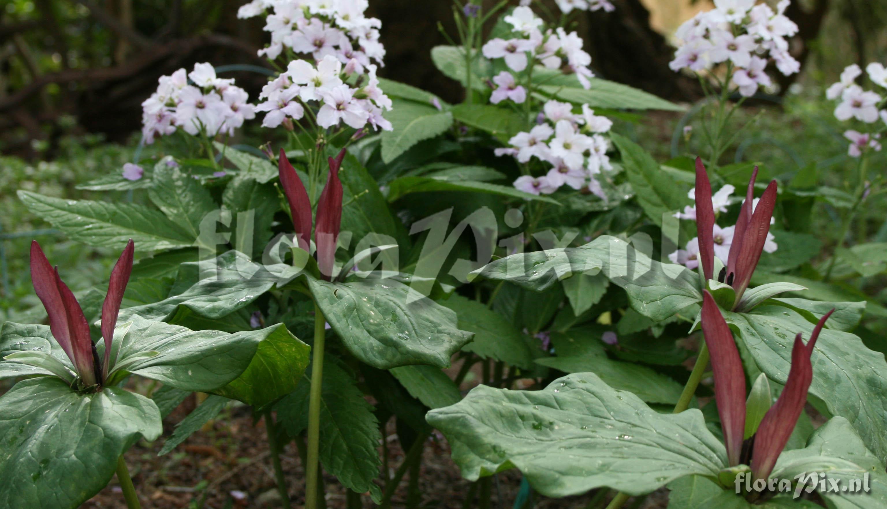 Trillium kurabayashii