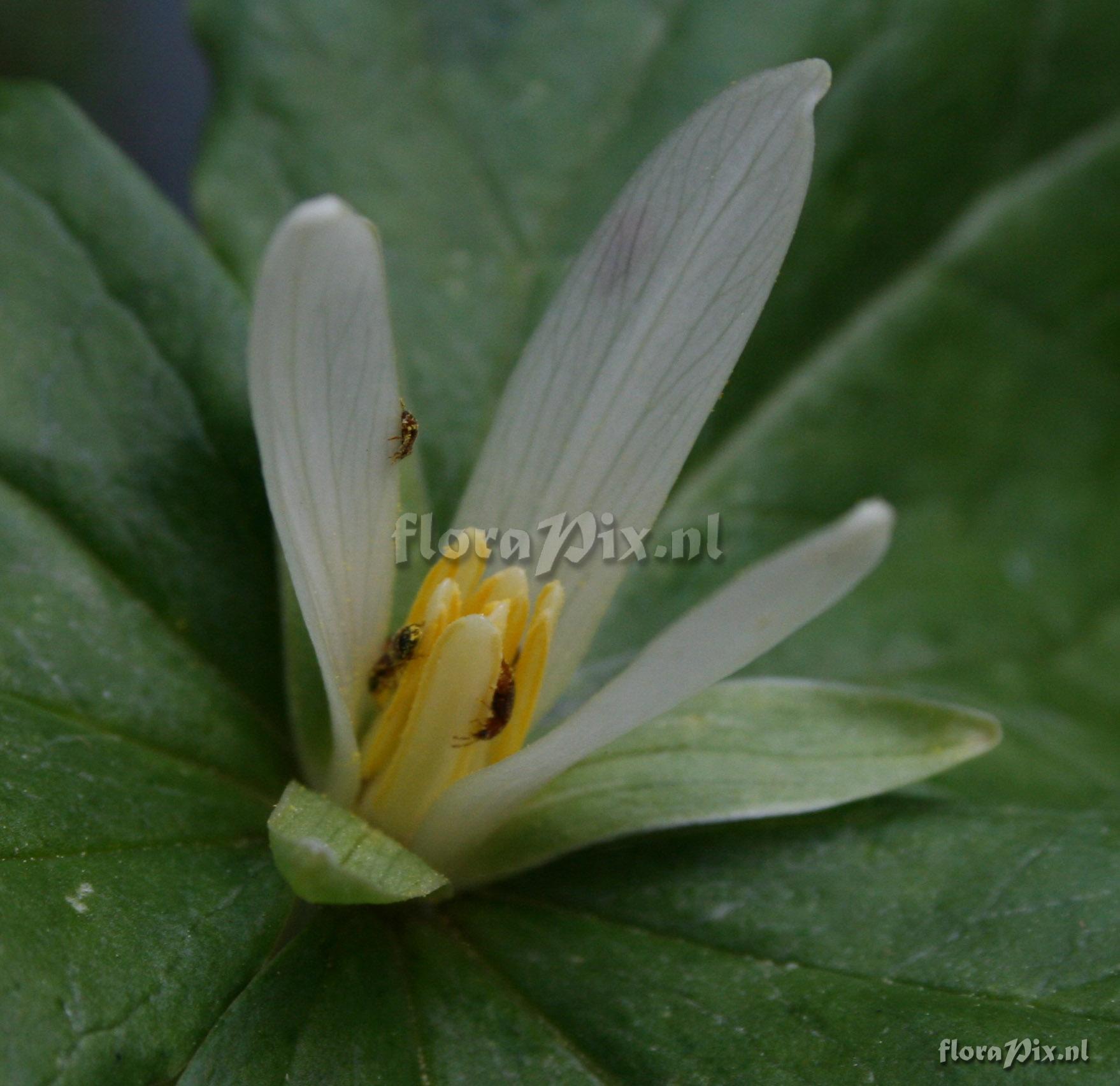 Trillium parviflorum