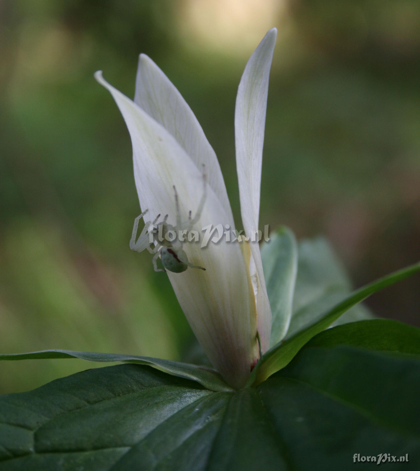 Trillium parviflorum x albidum intergrade