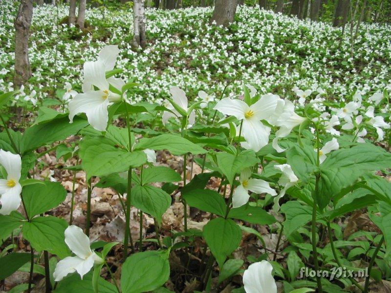 Trillium grandiflorum and it