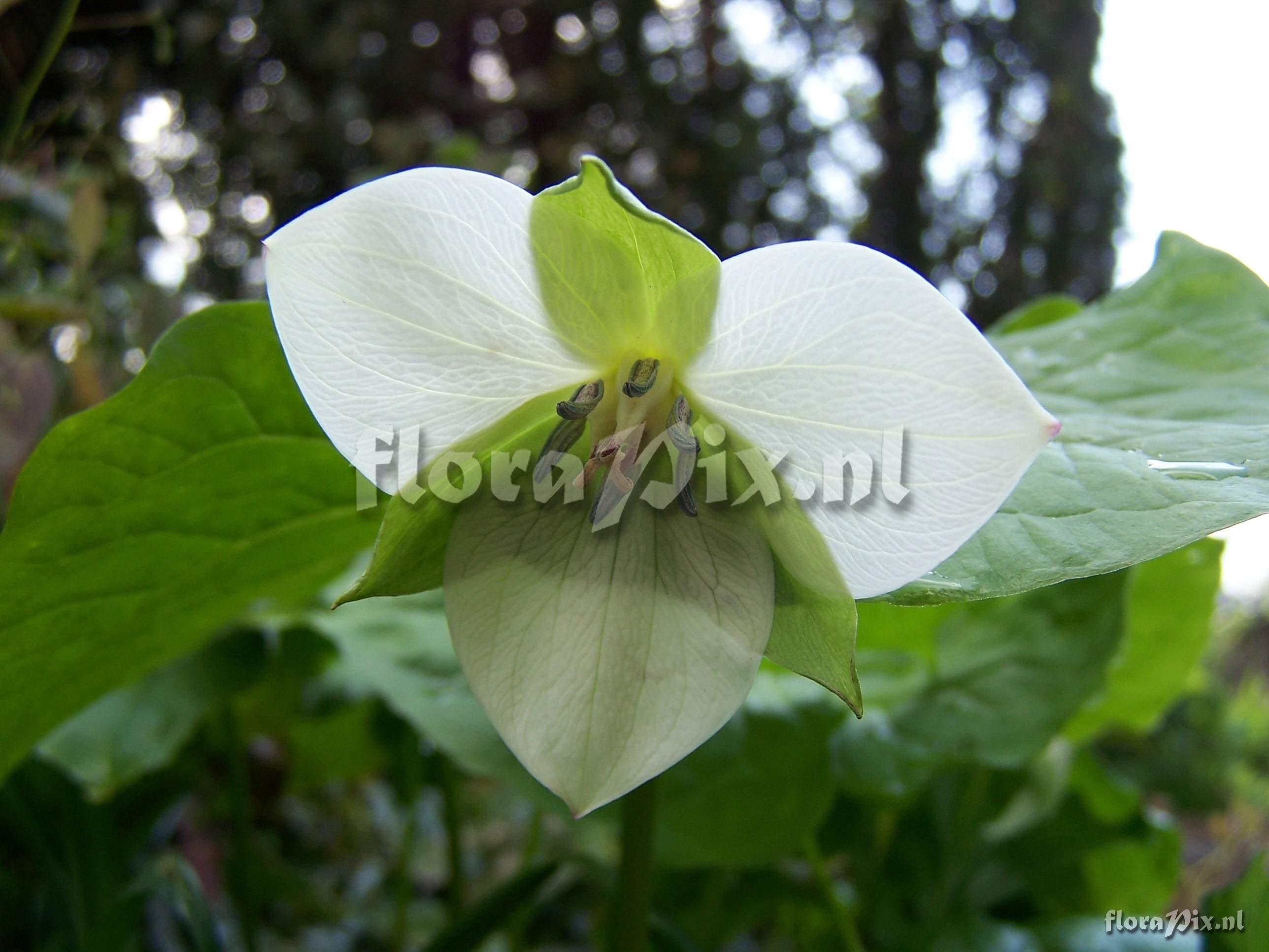 Trillium rugelii hybrid(1)