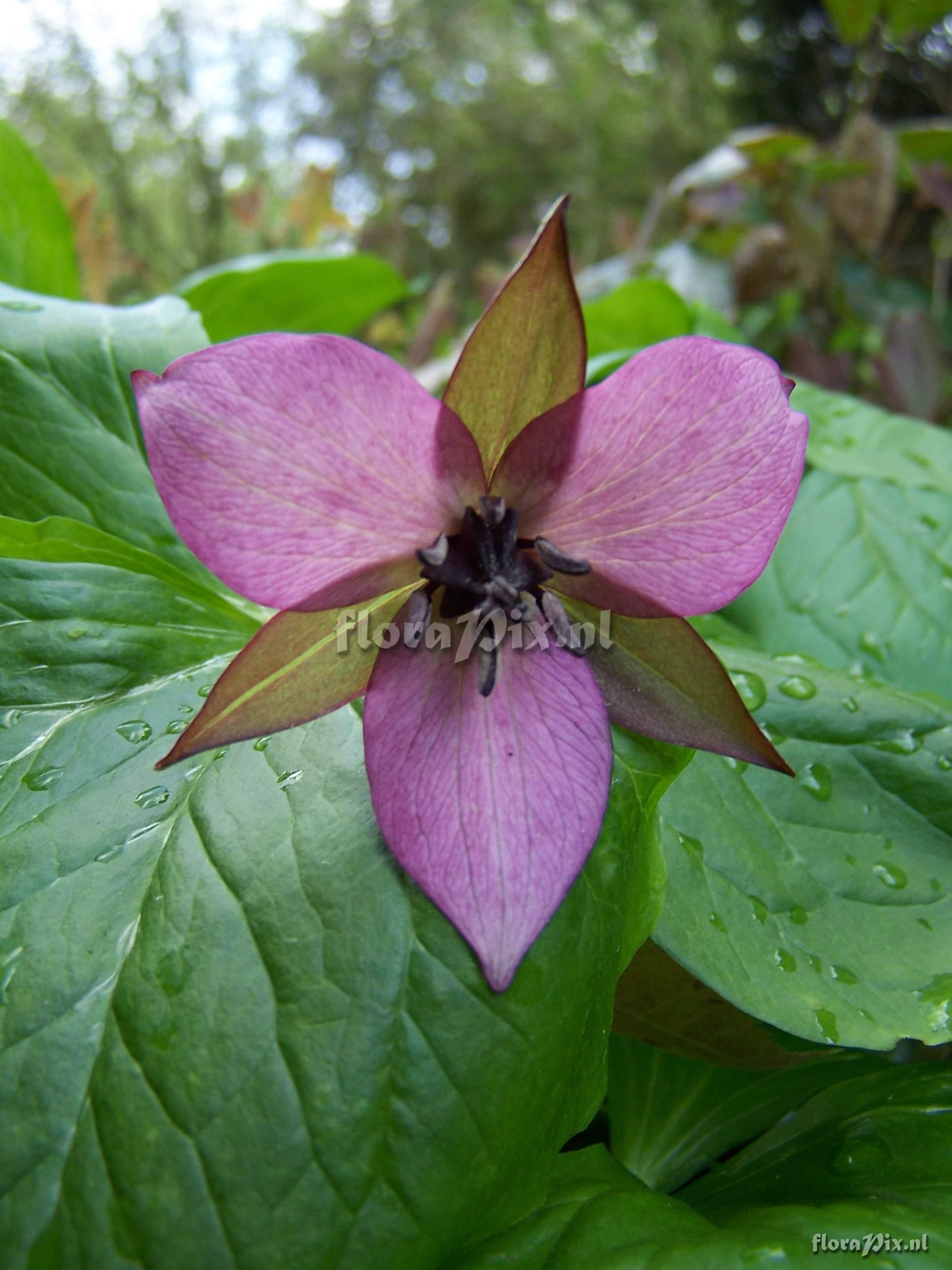 Trillium rugelii hybrid(2)