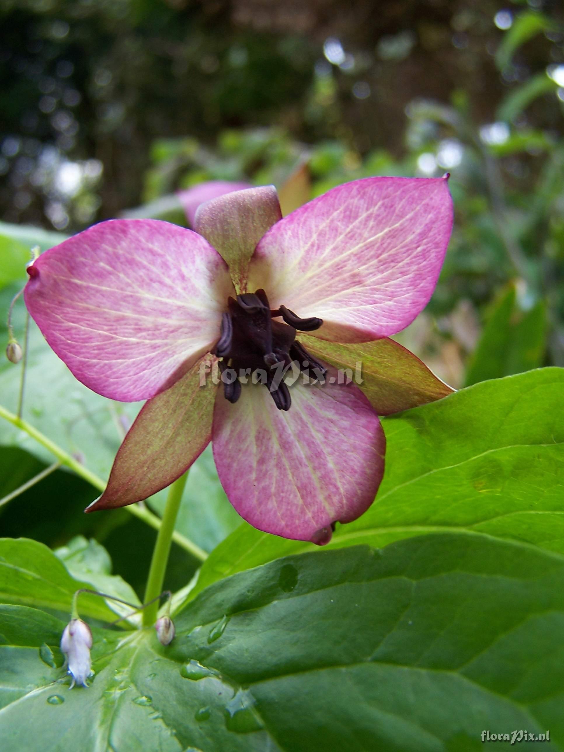 Trillium rugelii hybrid(3)