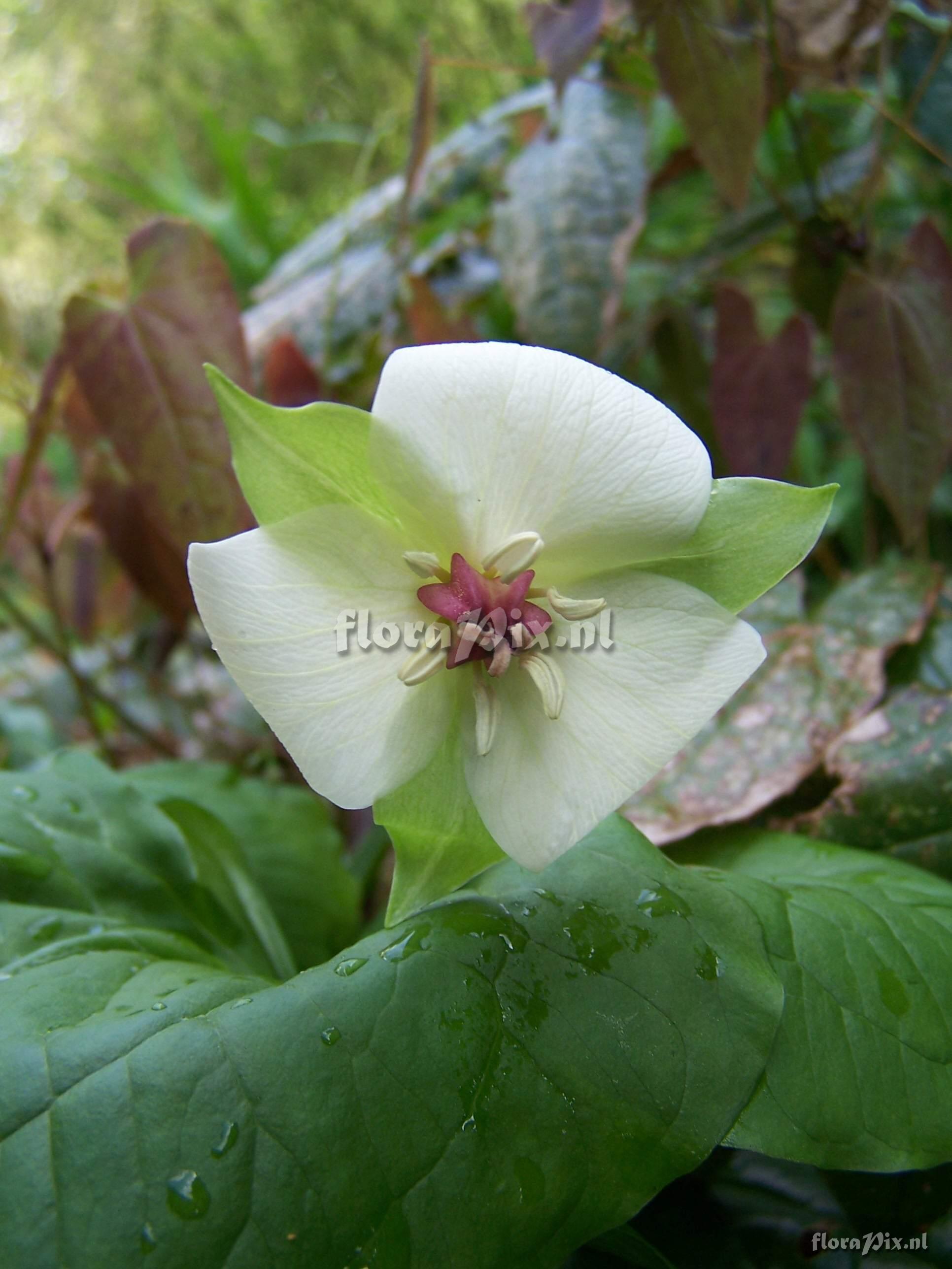 Trillium rugelii hybrid(4)