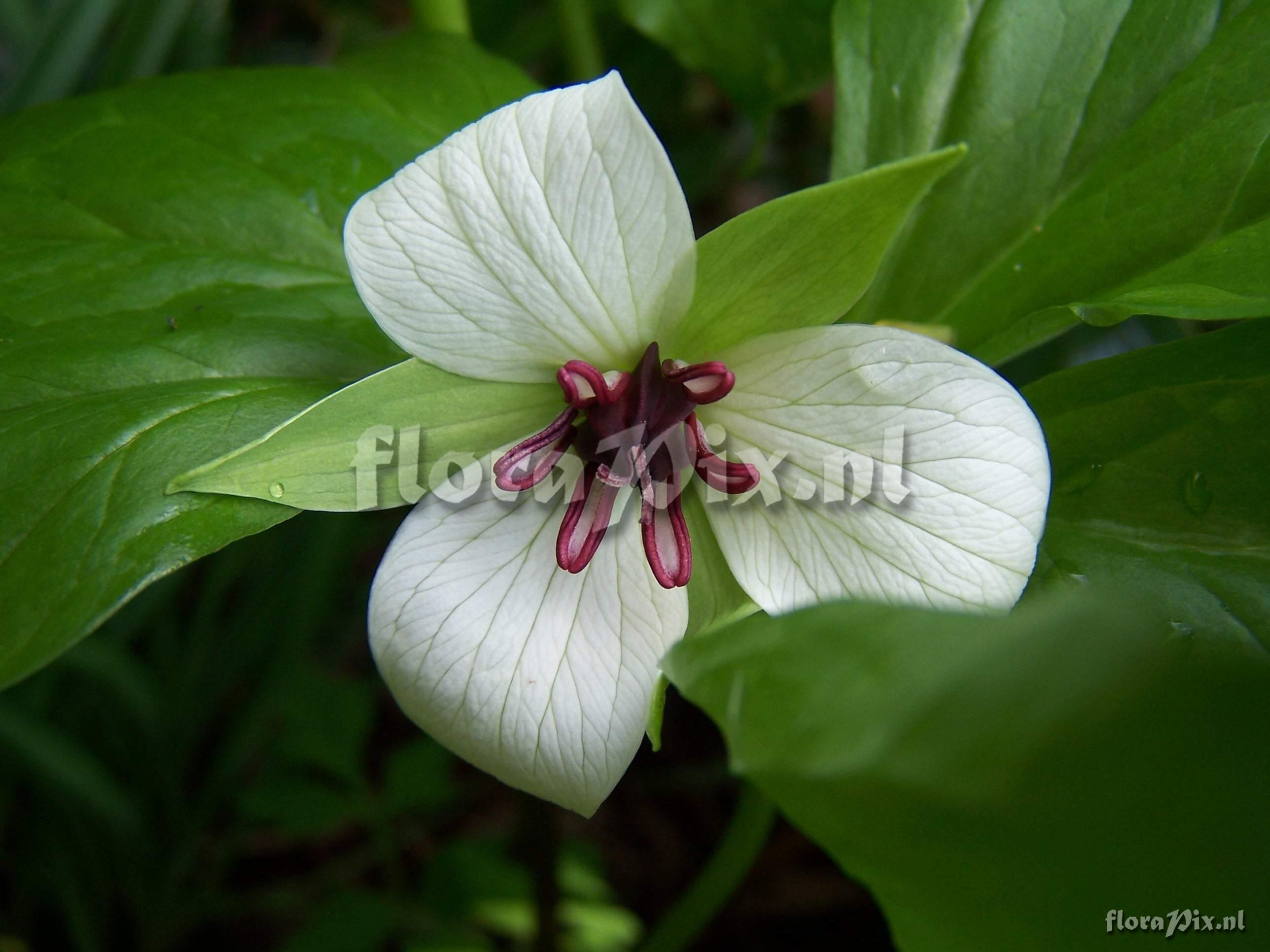 Trillium rugelii hybrid(5)