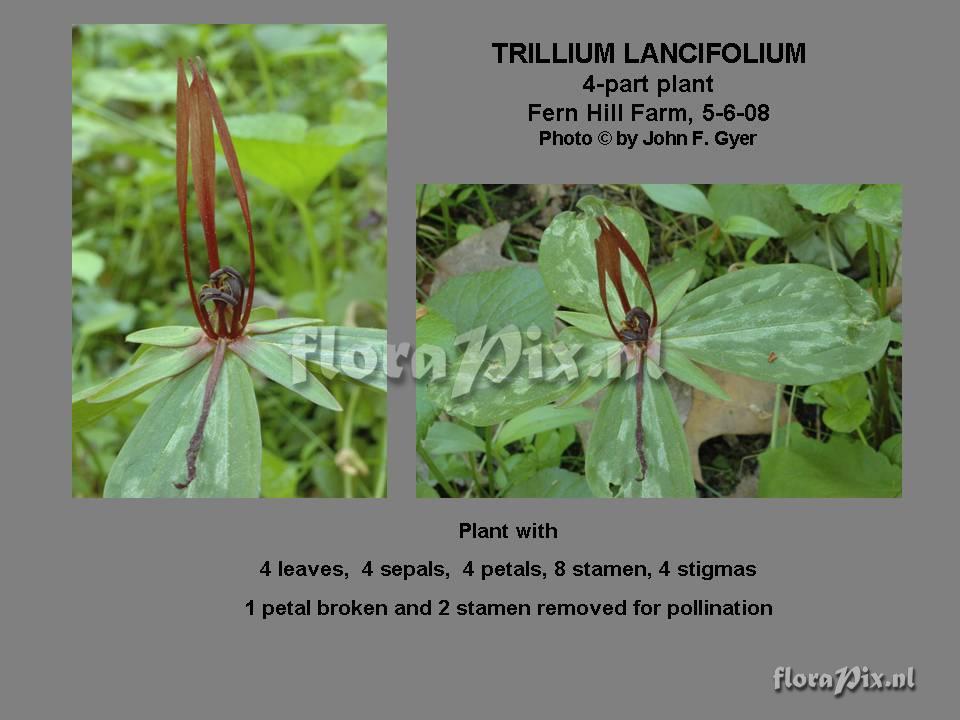 Trillium lancifolium