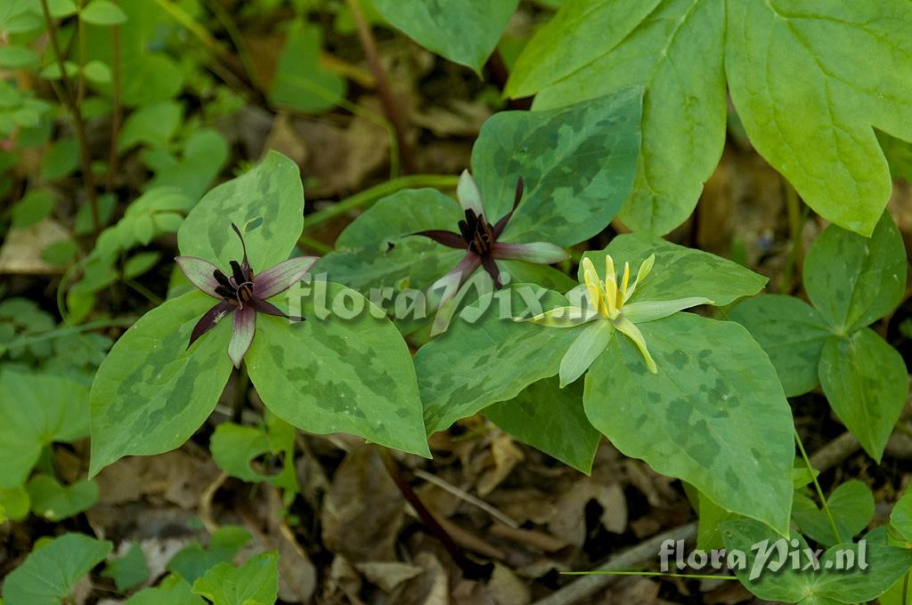 Trillium stamineum f. luteum