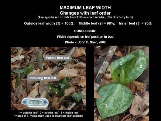 Trillium leaves are not all the same width