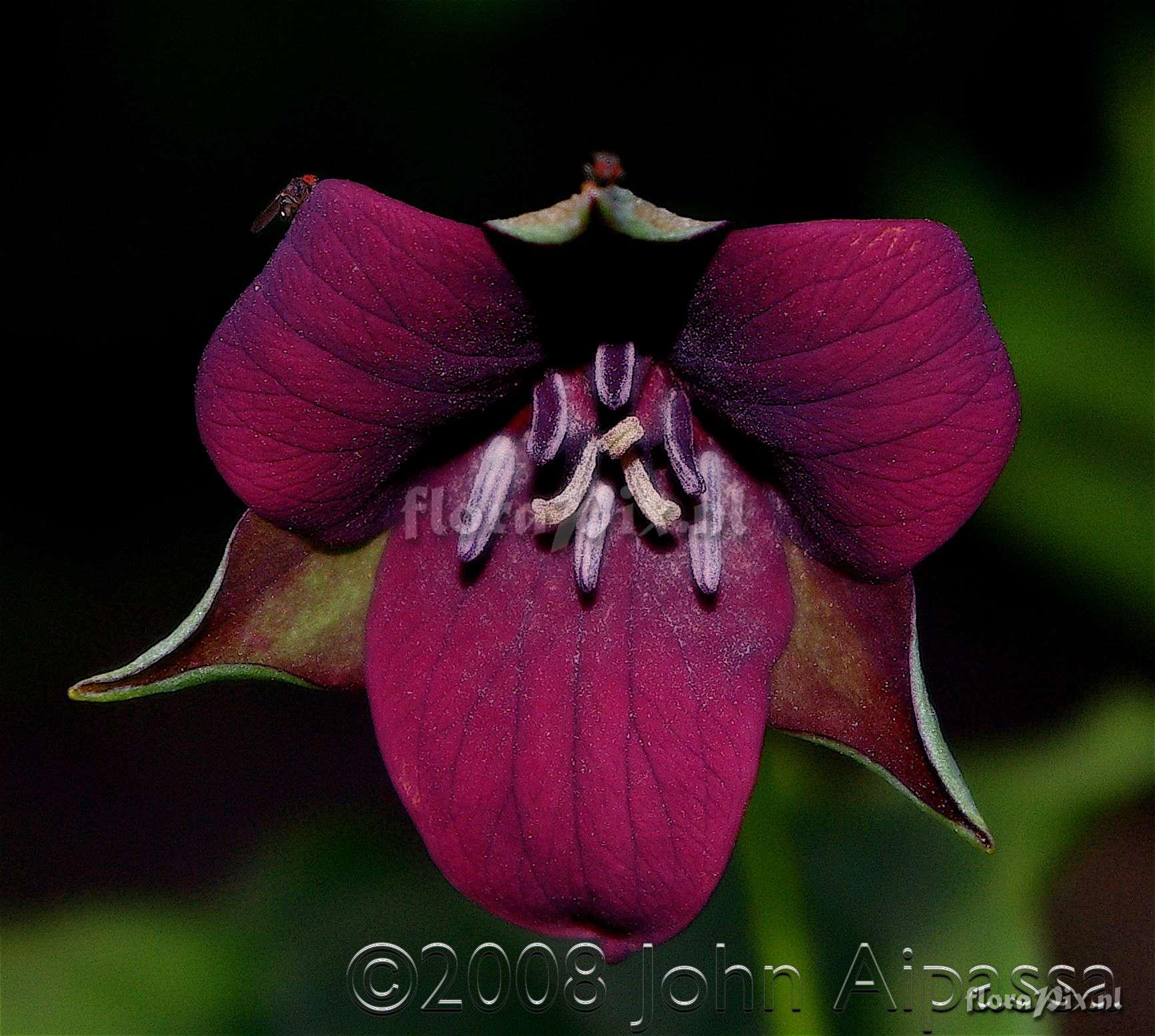 Pollinators on my Trillium