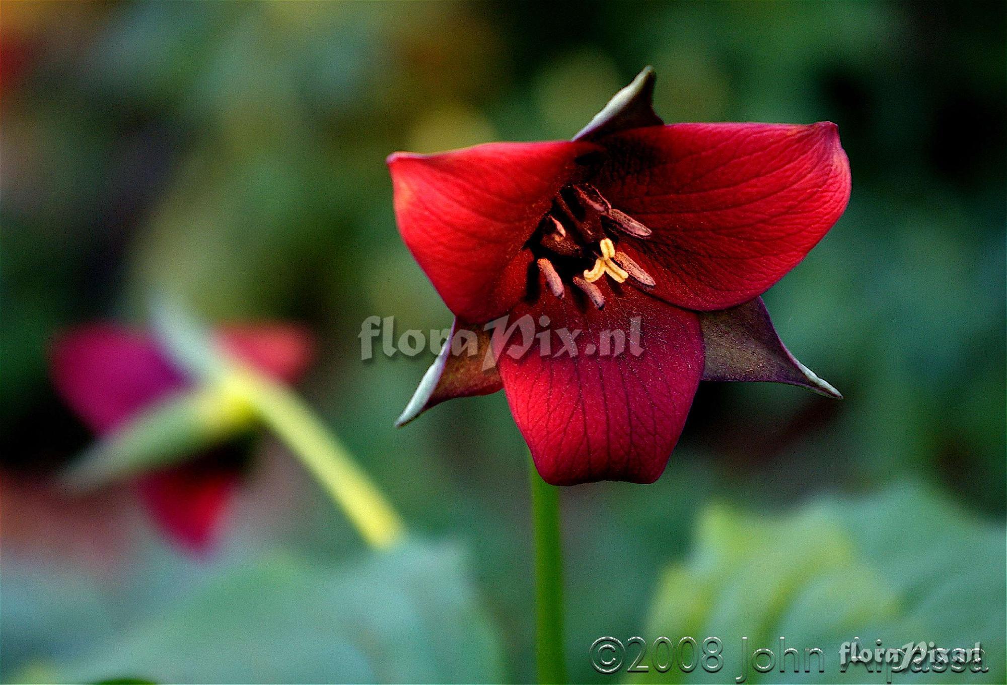 Trillium erectum