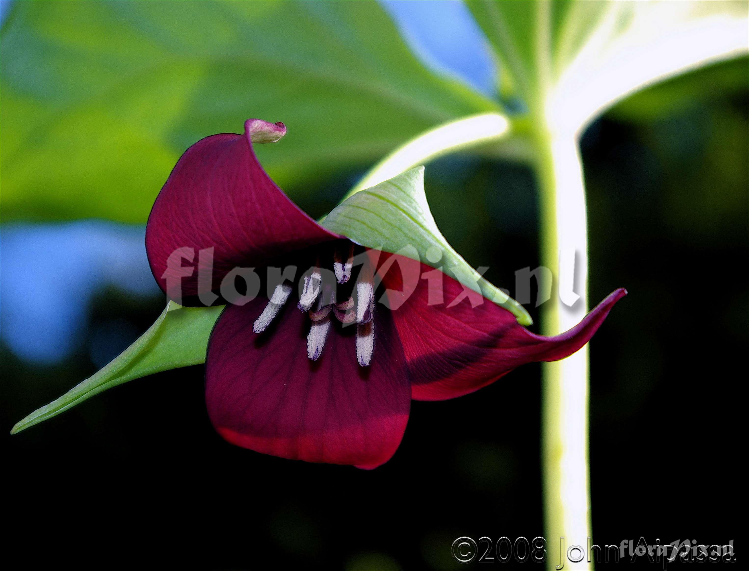 Trillium vaseyi