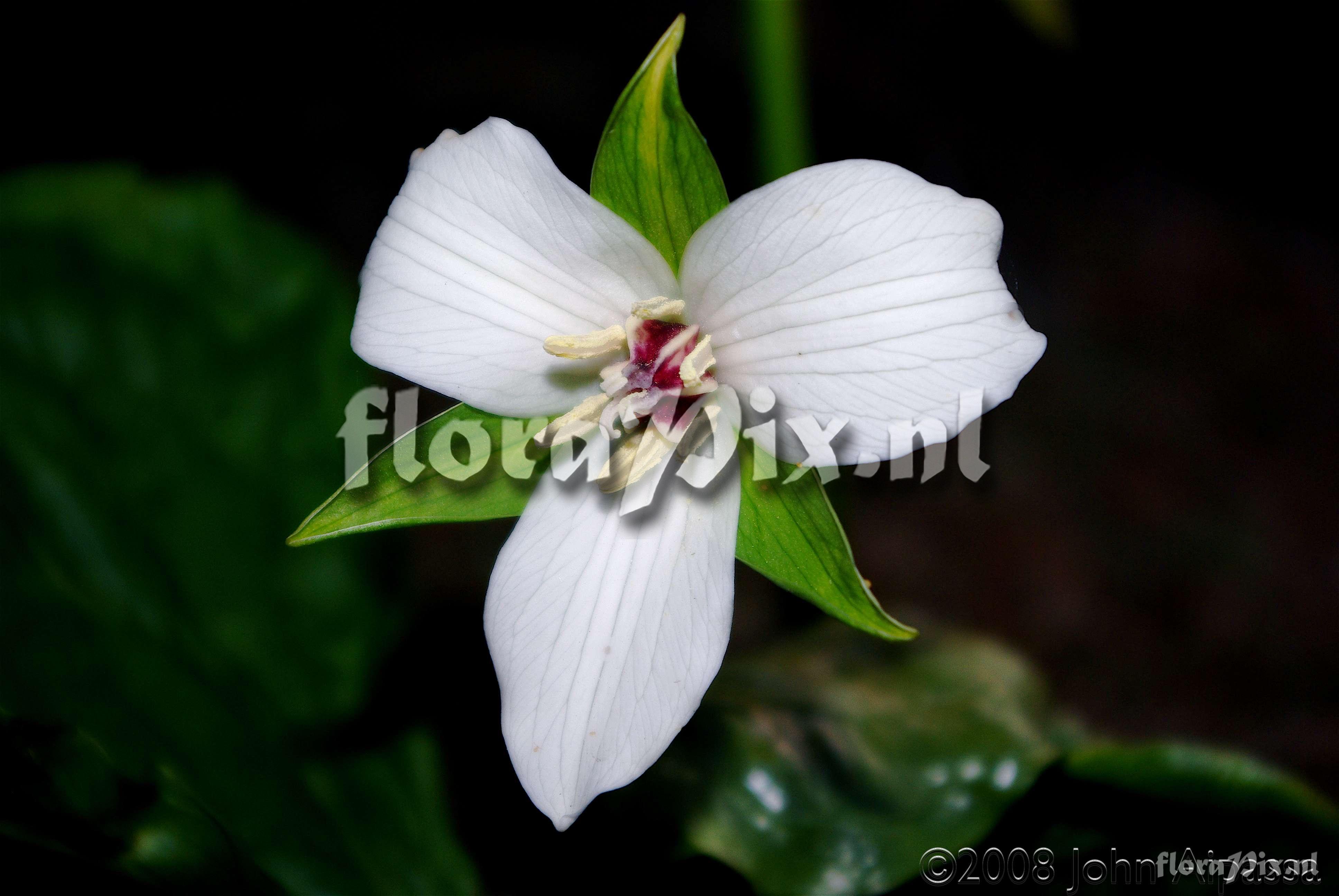 Trillium flexipes