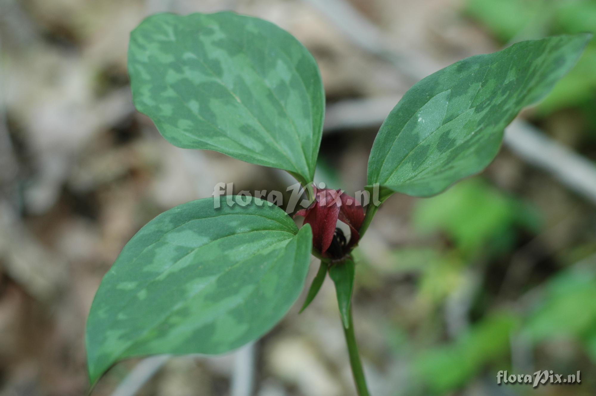 Trillium recurvatum