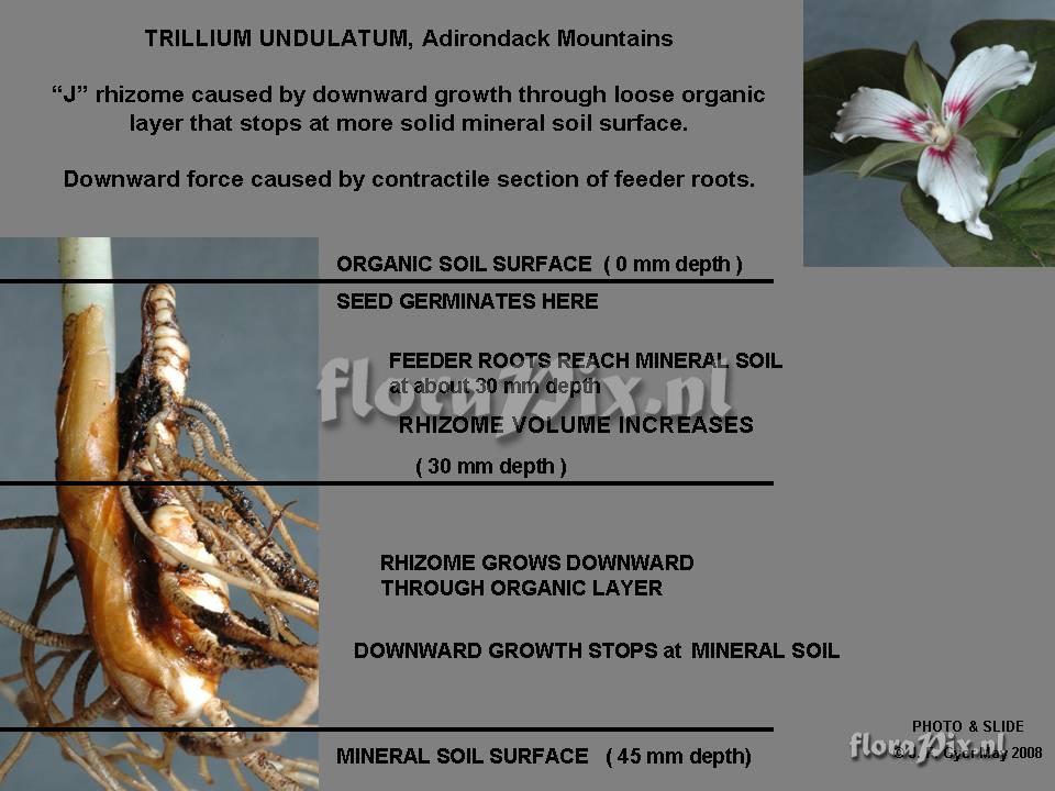 Trillium undulatum