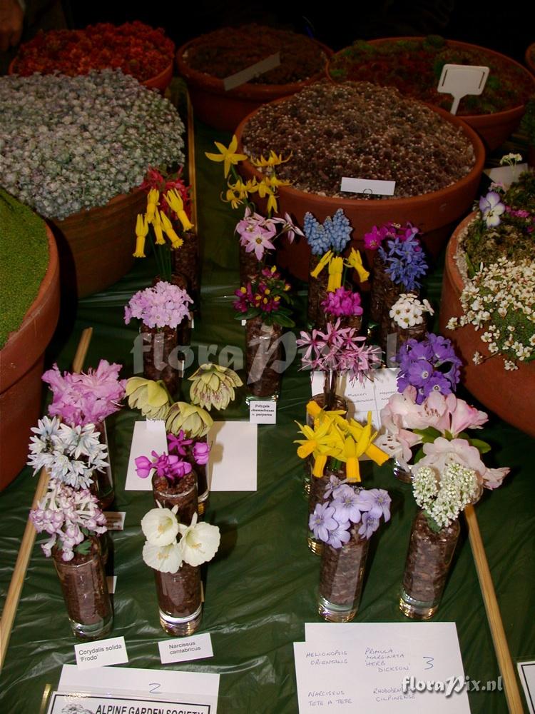 2-shows East.Lancashire Alpine Garden Society