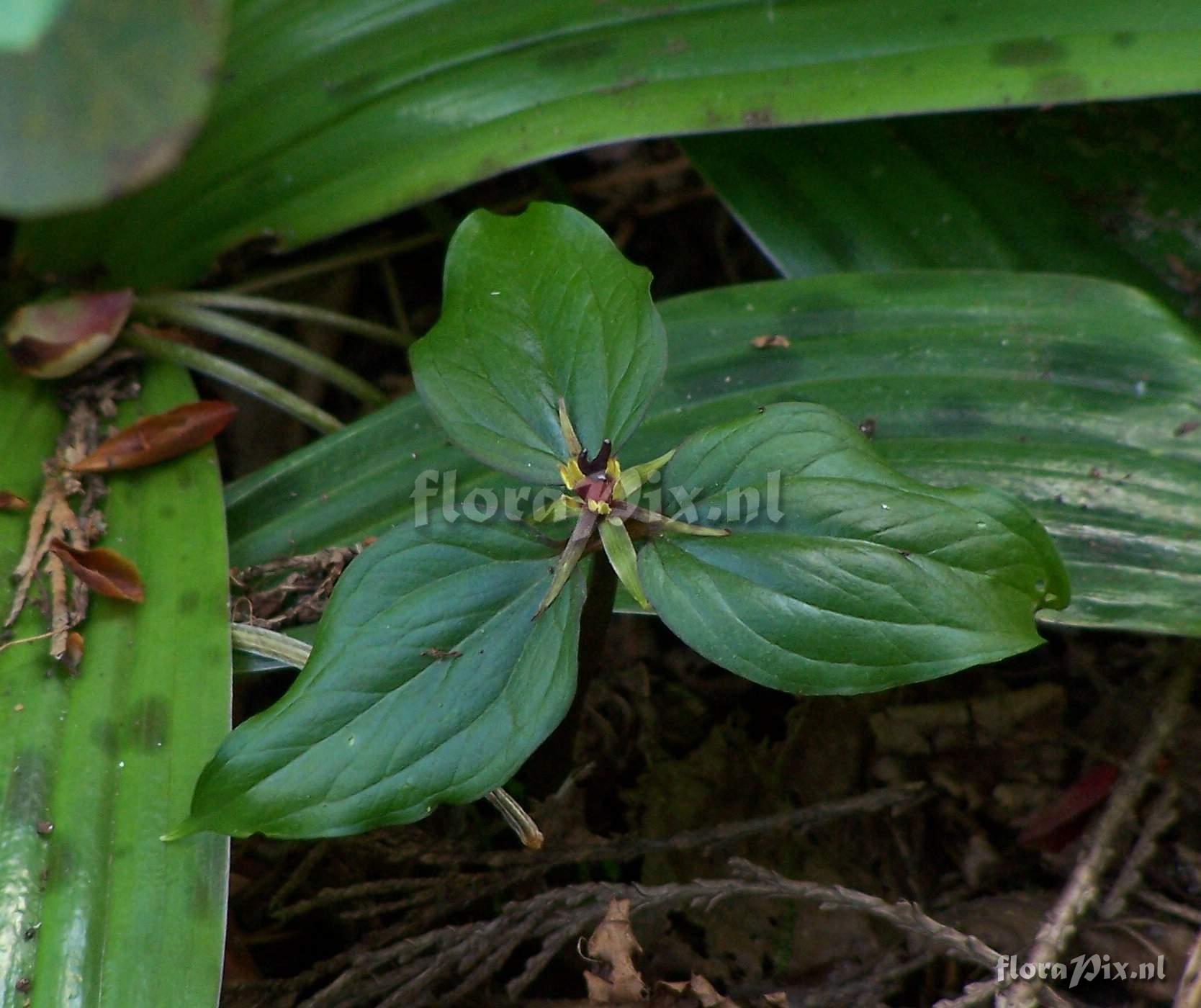 Trillidium govanianum