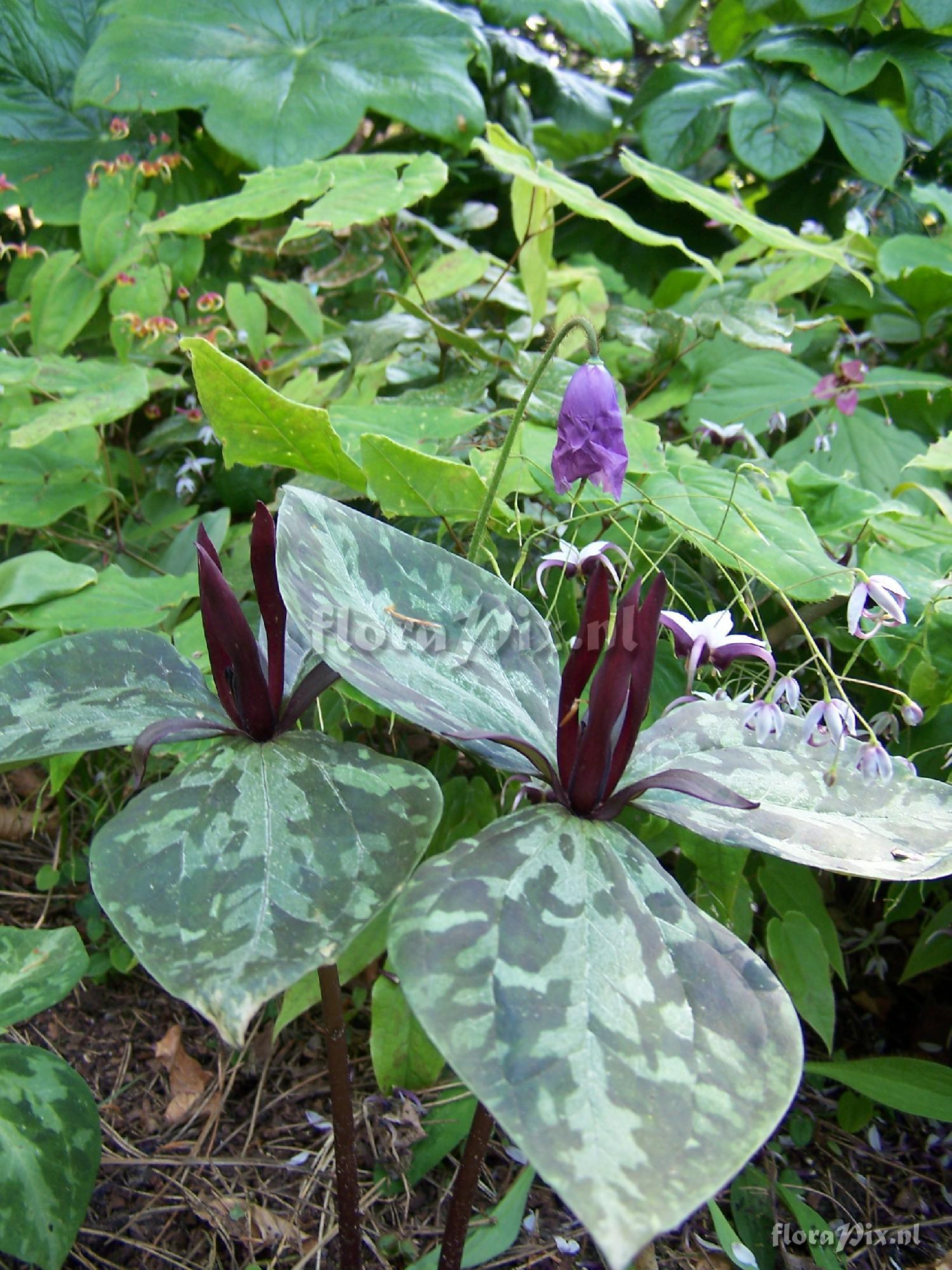 Trillium maculatum