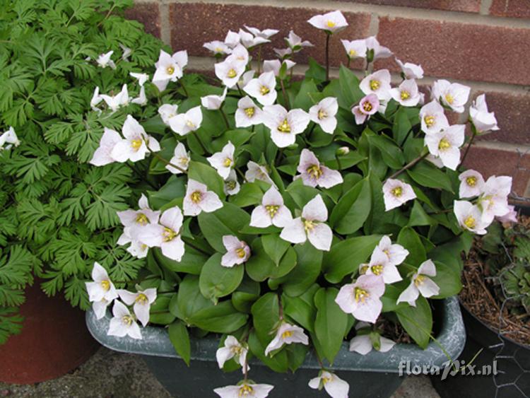 Trillium rivale