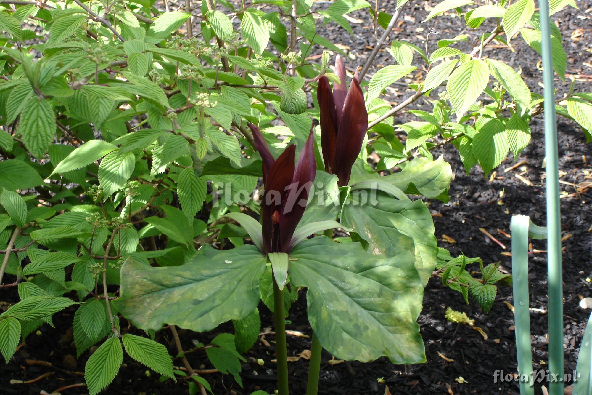 Trillium species