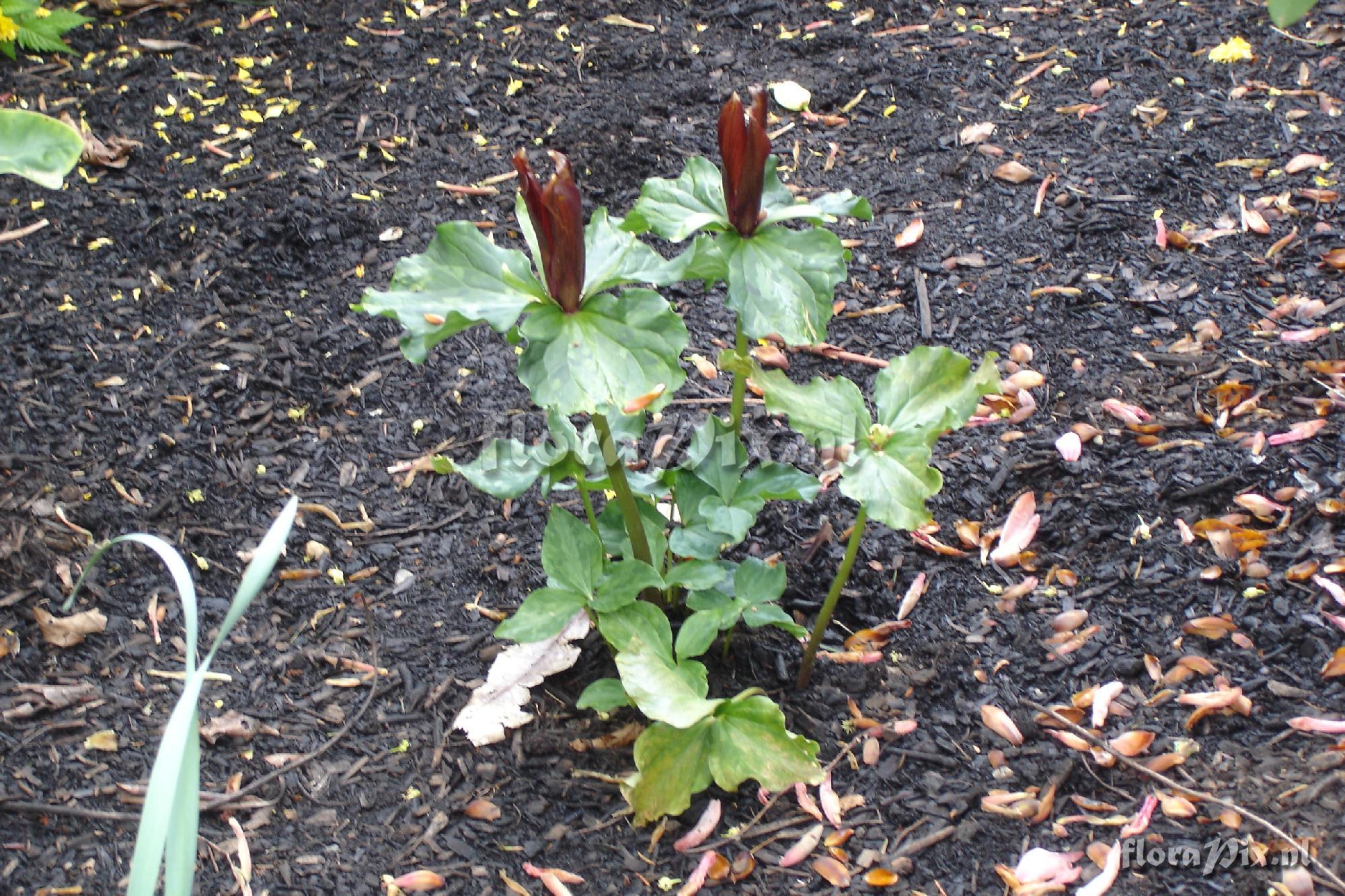 Trillium species