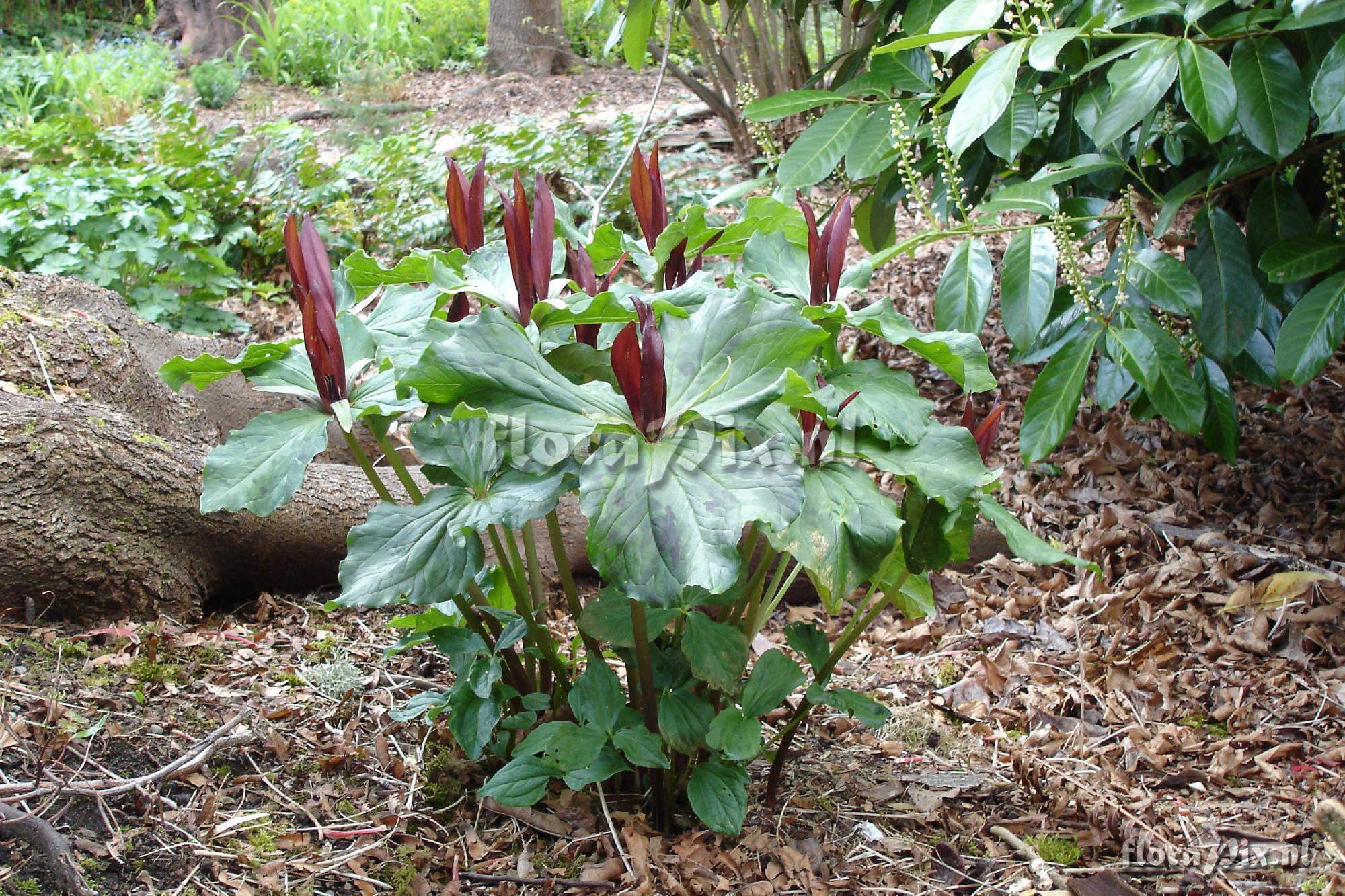 Trillium species