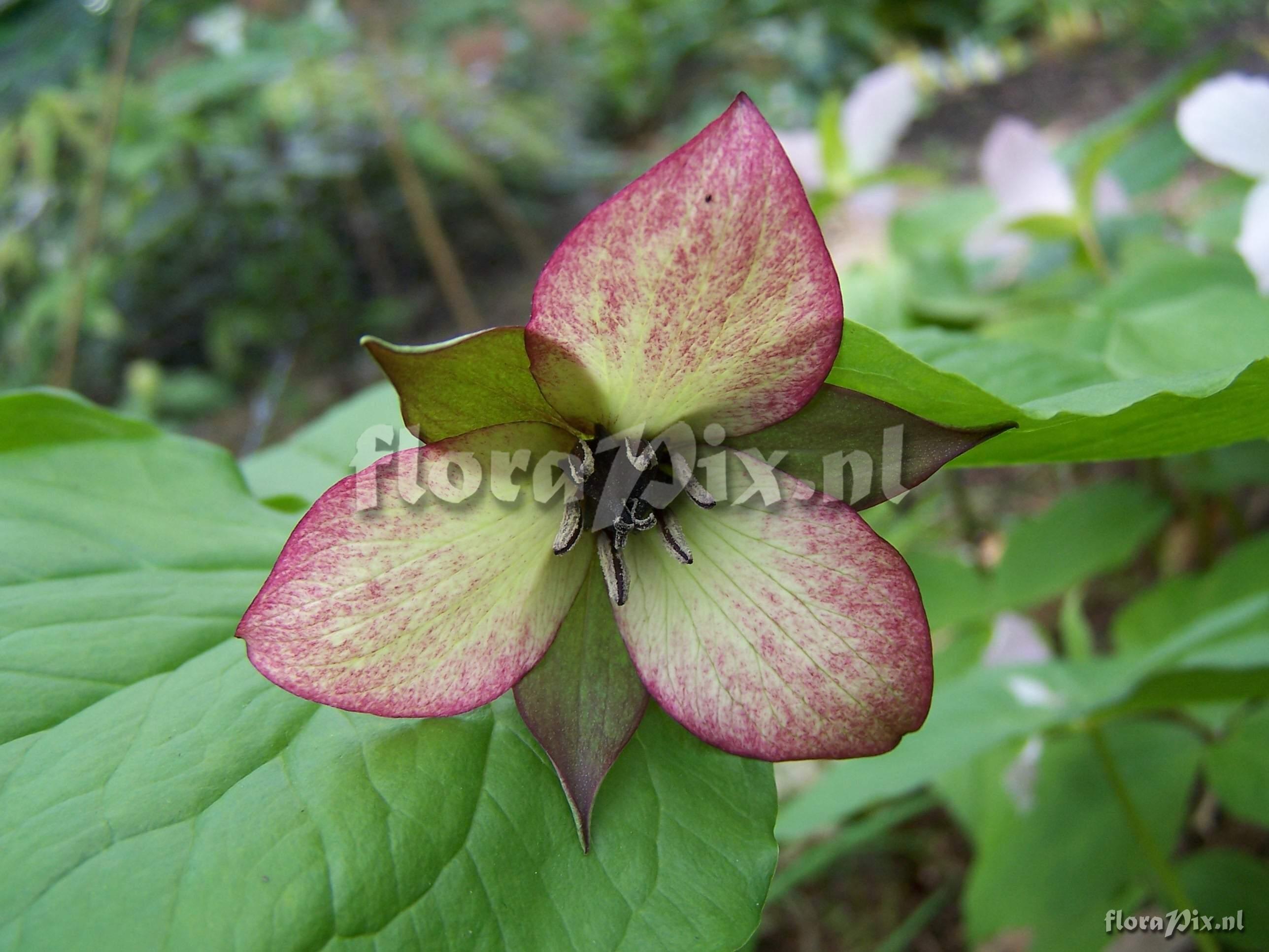 Trillium sulcatum hybrid