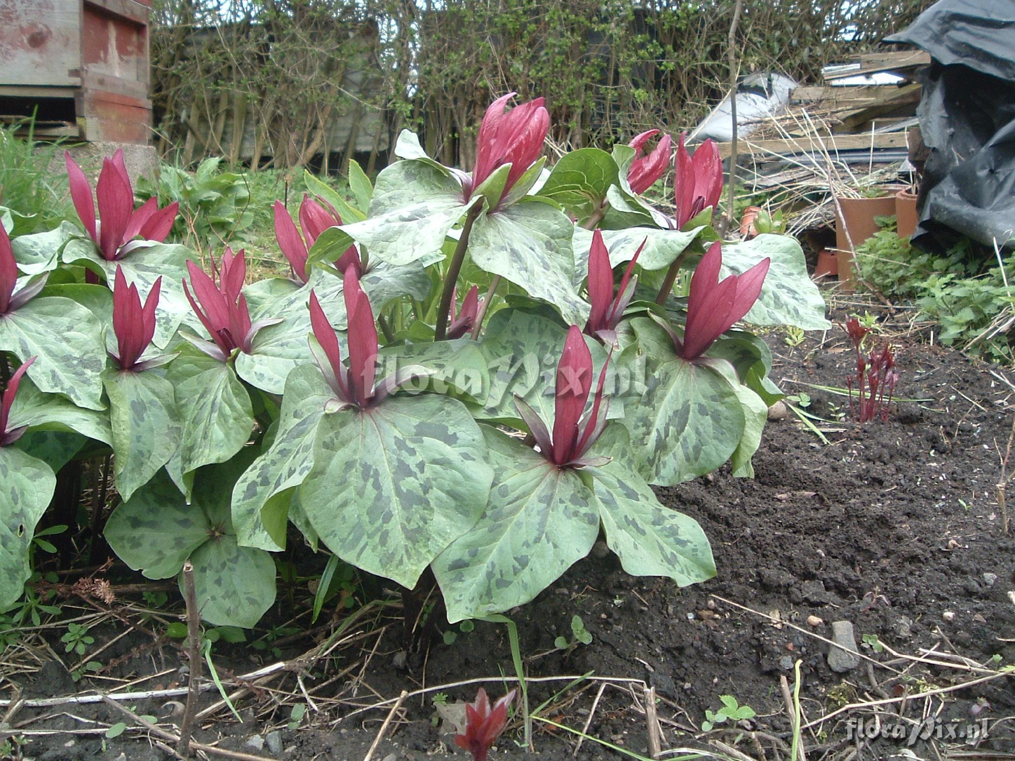 Trillium kurabayashii