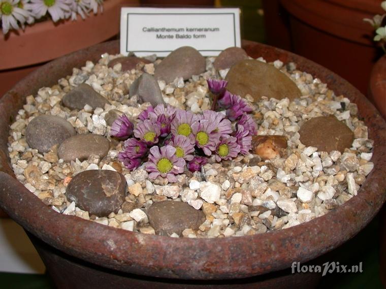 2-shows East.Lancashire Alpine Garden Society