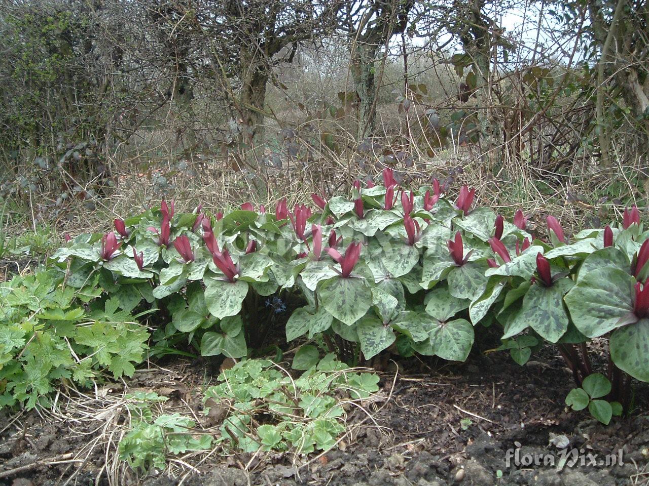 Trillium kurabayashii