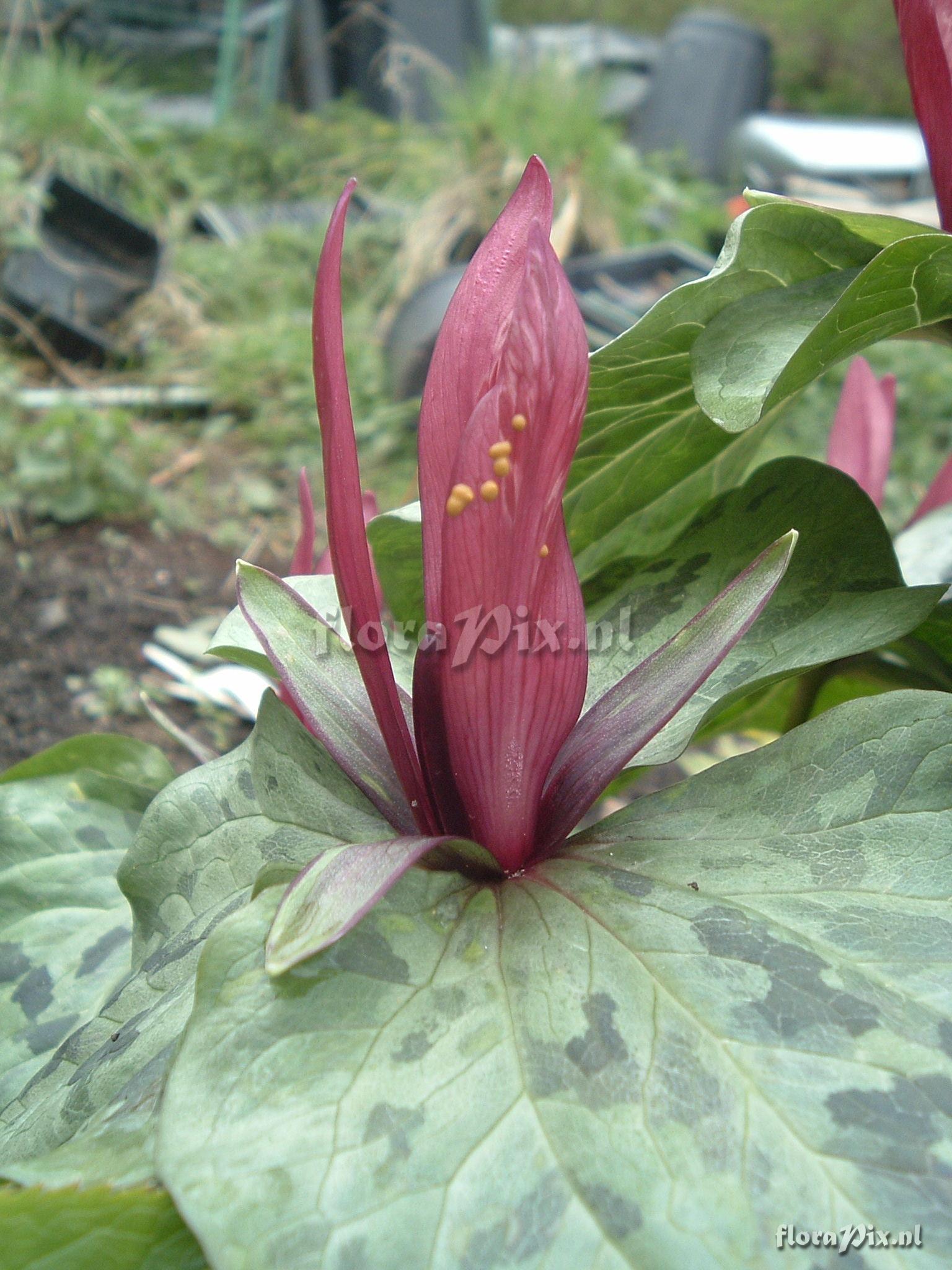 Trillium kurabayashii