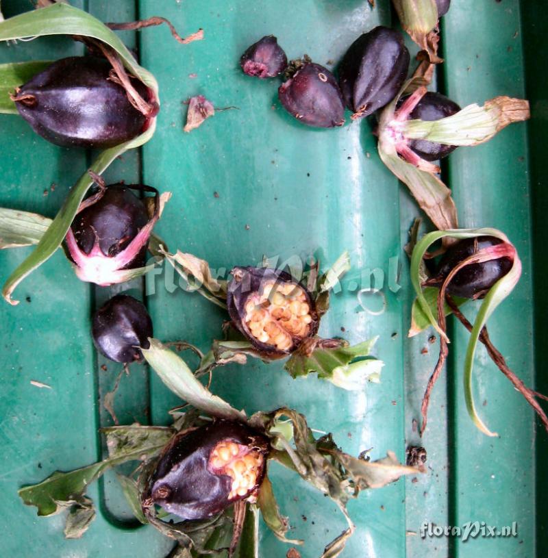 Trillium kurabayashii seed pods