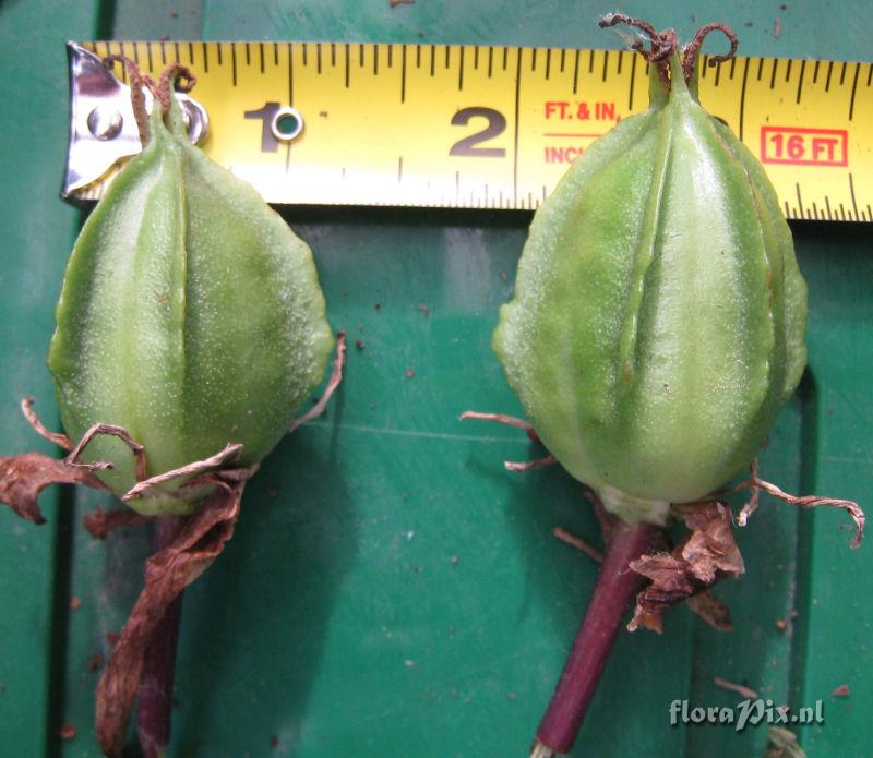 Trillium ovatum seed pods