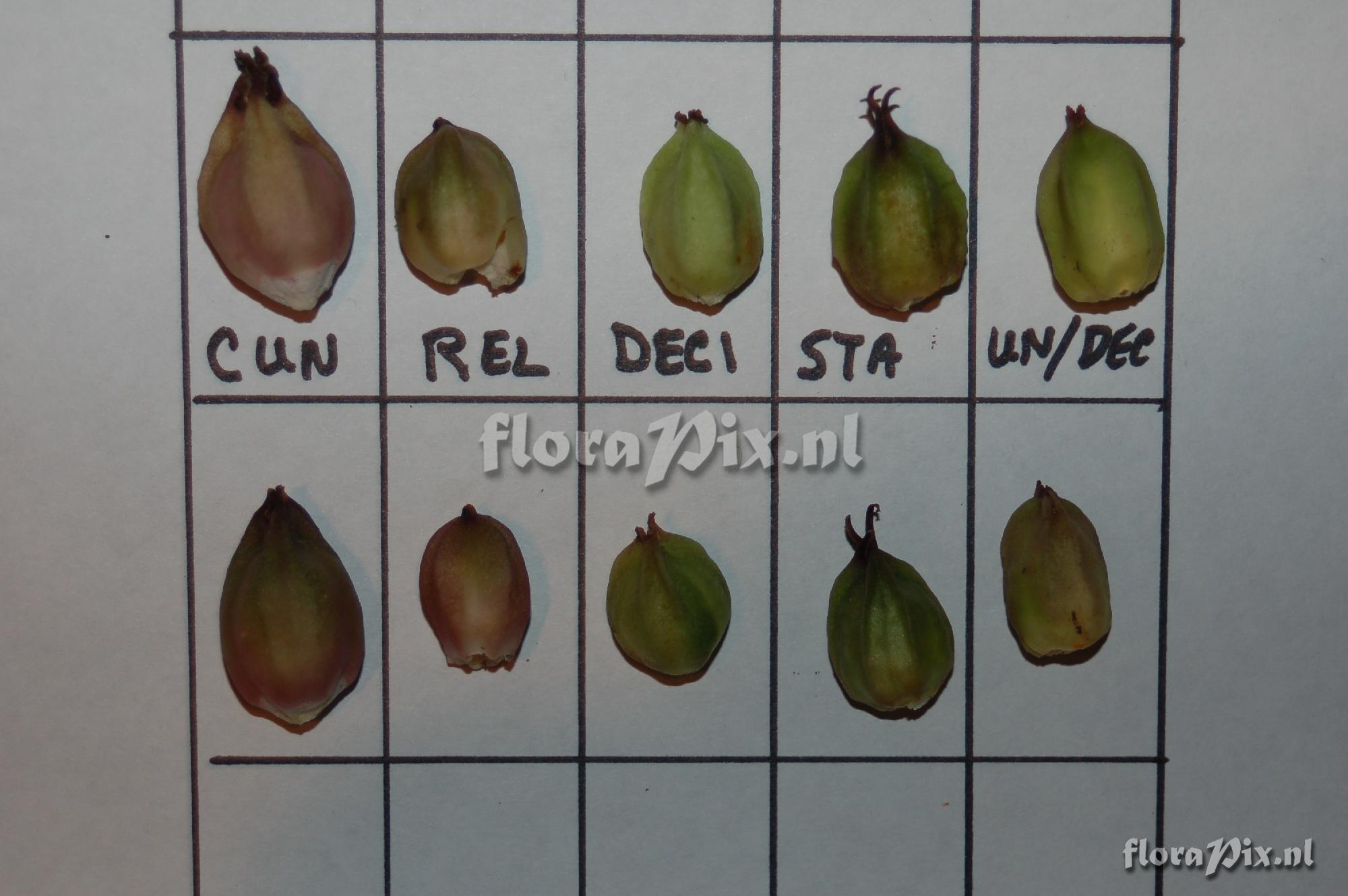 Trillium fruit/berries comparisons