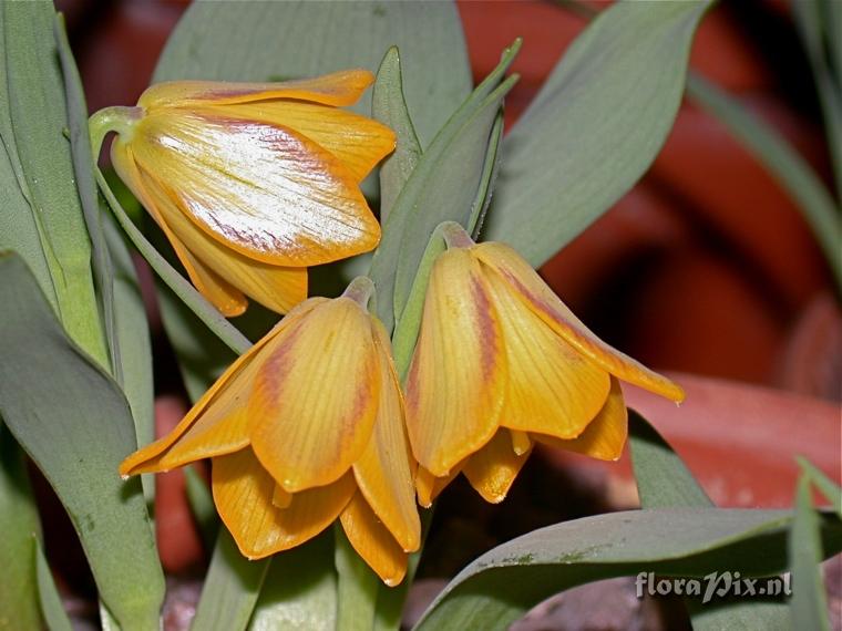 2-shows East.Lancashire Alpine Garden Society