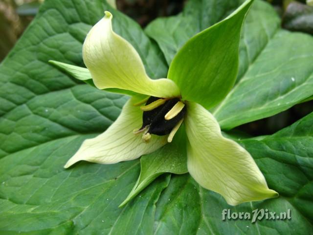 Trillium erectum var album